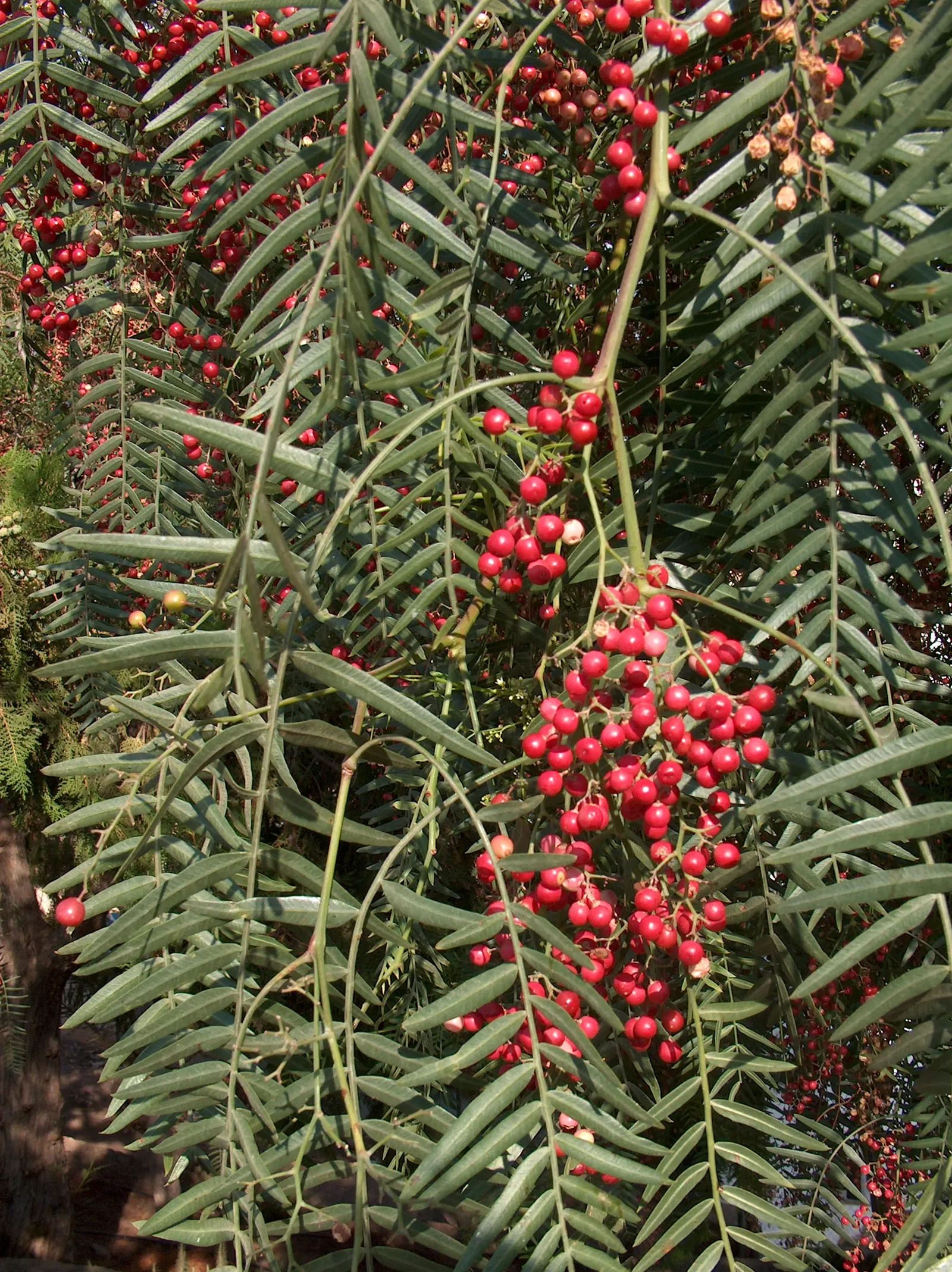 California Pepper (Schinus Molle) — tree with pink blooms; forming a canopy that typically spans between 25 to 40 feet in width