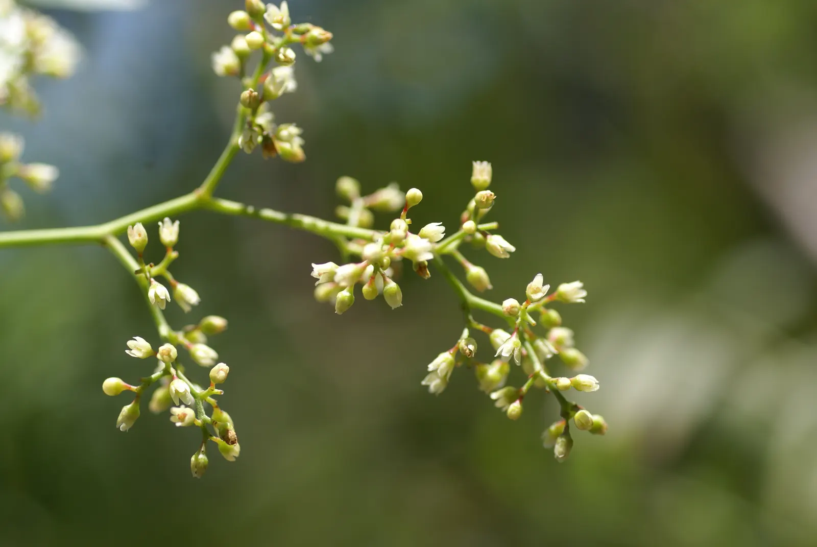 California Pepper (Schinus Molle) — Regular pruning ensures structural integrity and aesthetic appeal; hailing from the arid zones of the Andes