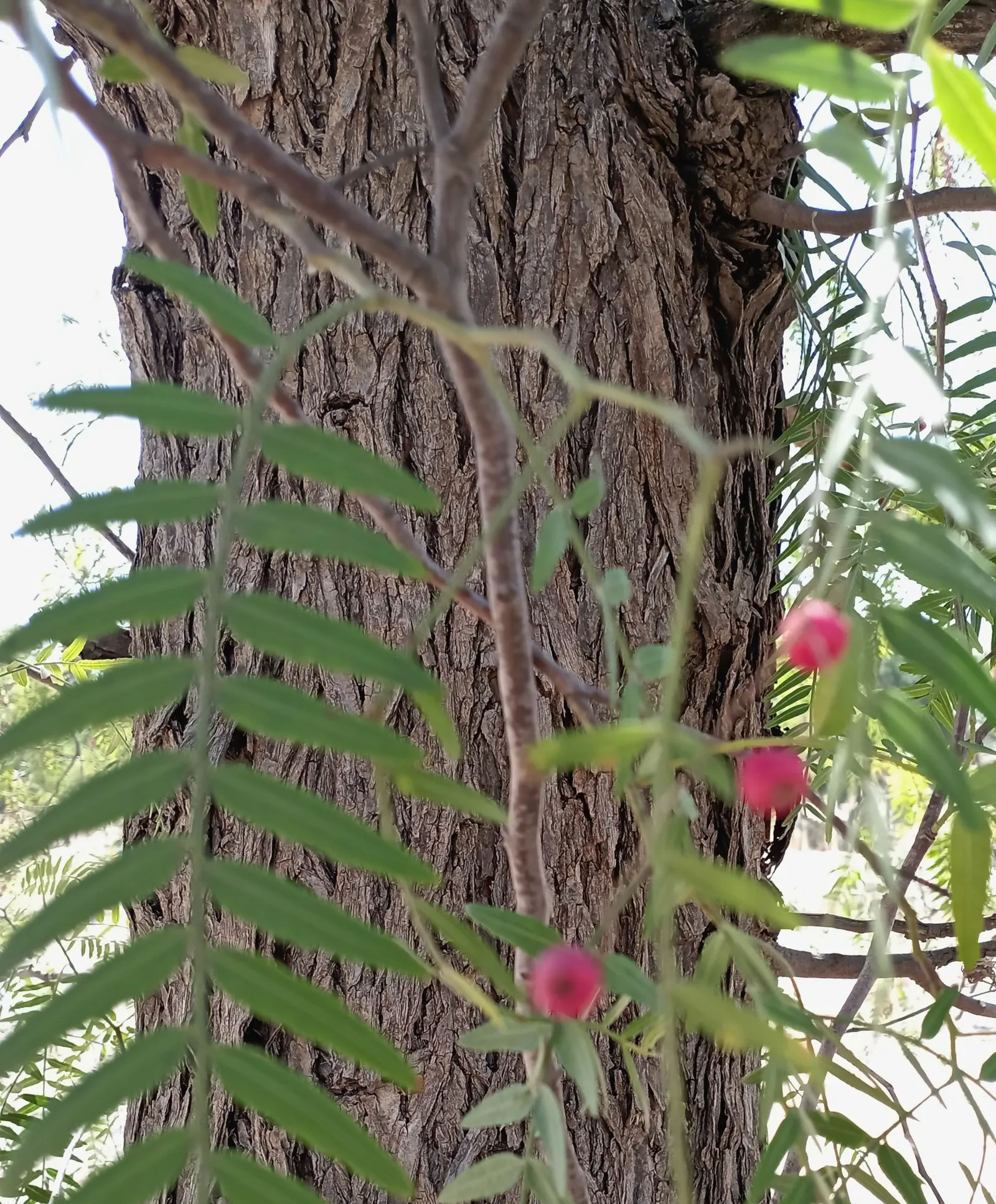 California Pepper (Schinus Molle) — Hailing from the arid zones of the Andes; this evergreen tree flourishes in the warm climatic conditions, image 64
