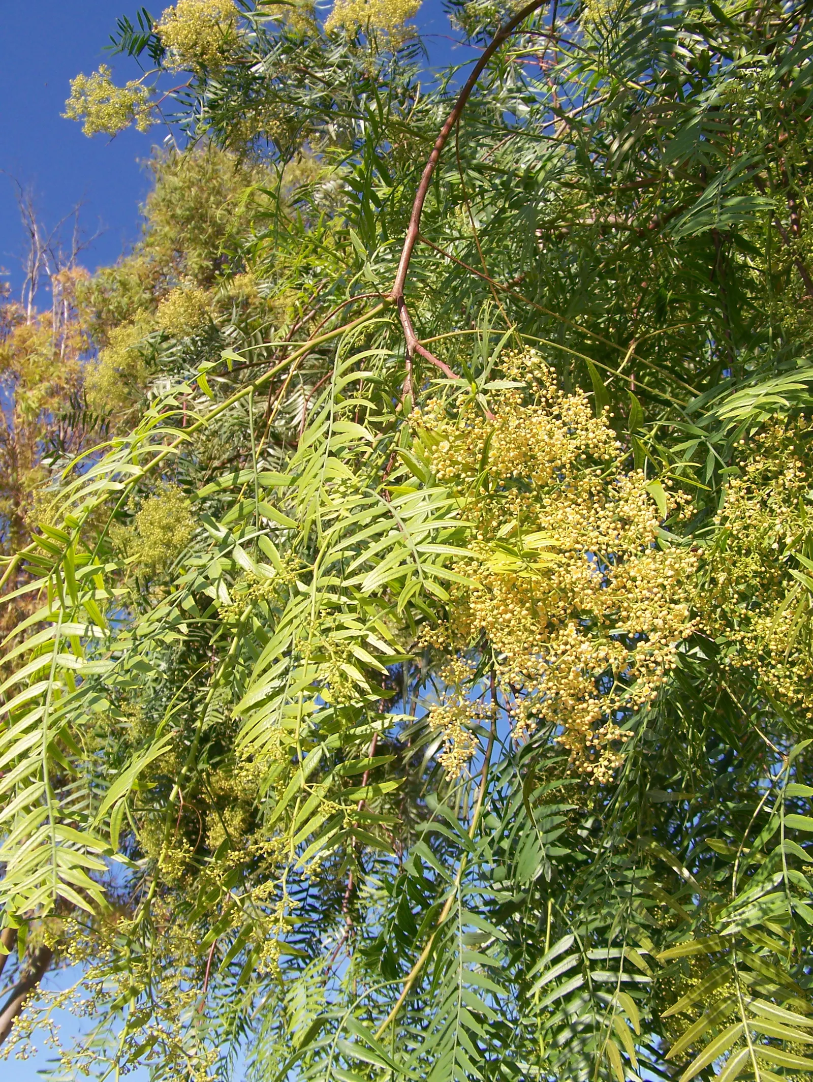 California Pepper (Schinus Molle) — Hailing from the arid zones of the Andes