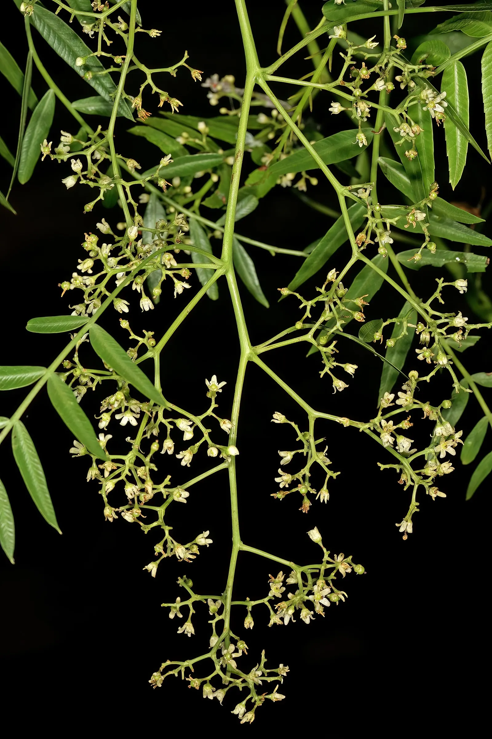 California Pepper (Schinus Molle) — scientifically designated as Schinus molle