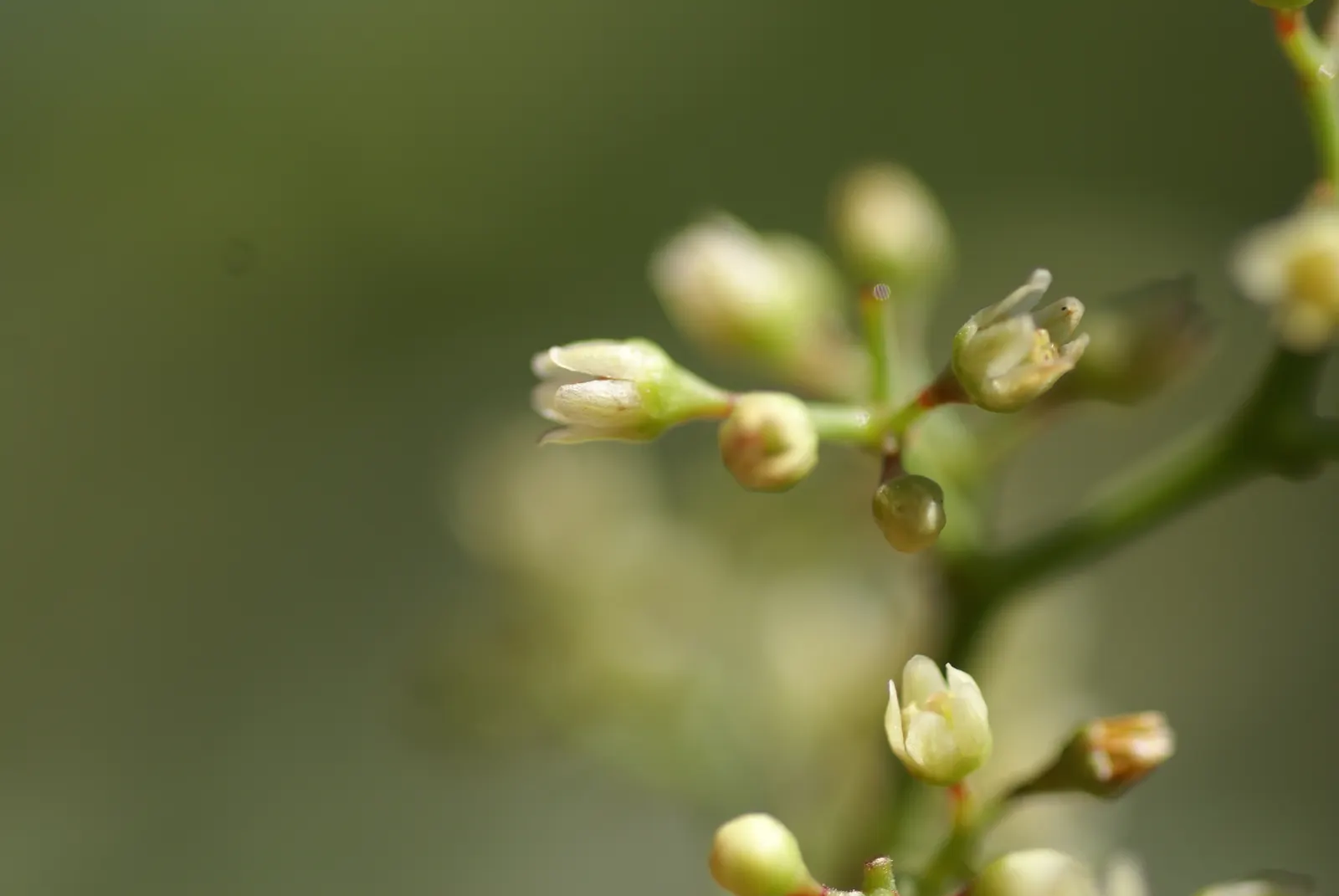 California Pepper (Schinus Molle) — Native to the arid zones of South America, it thrives in USDA zones 8-11; pinnately compound leaves which emit a