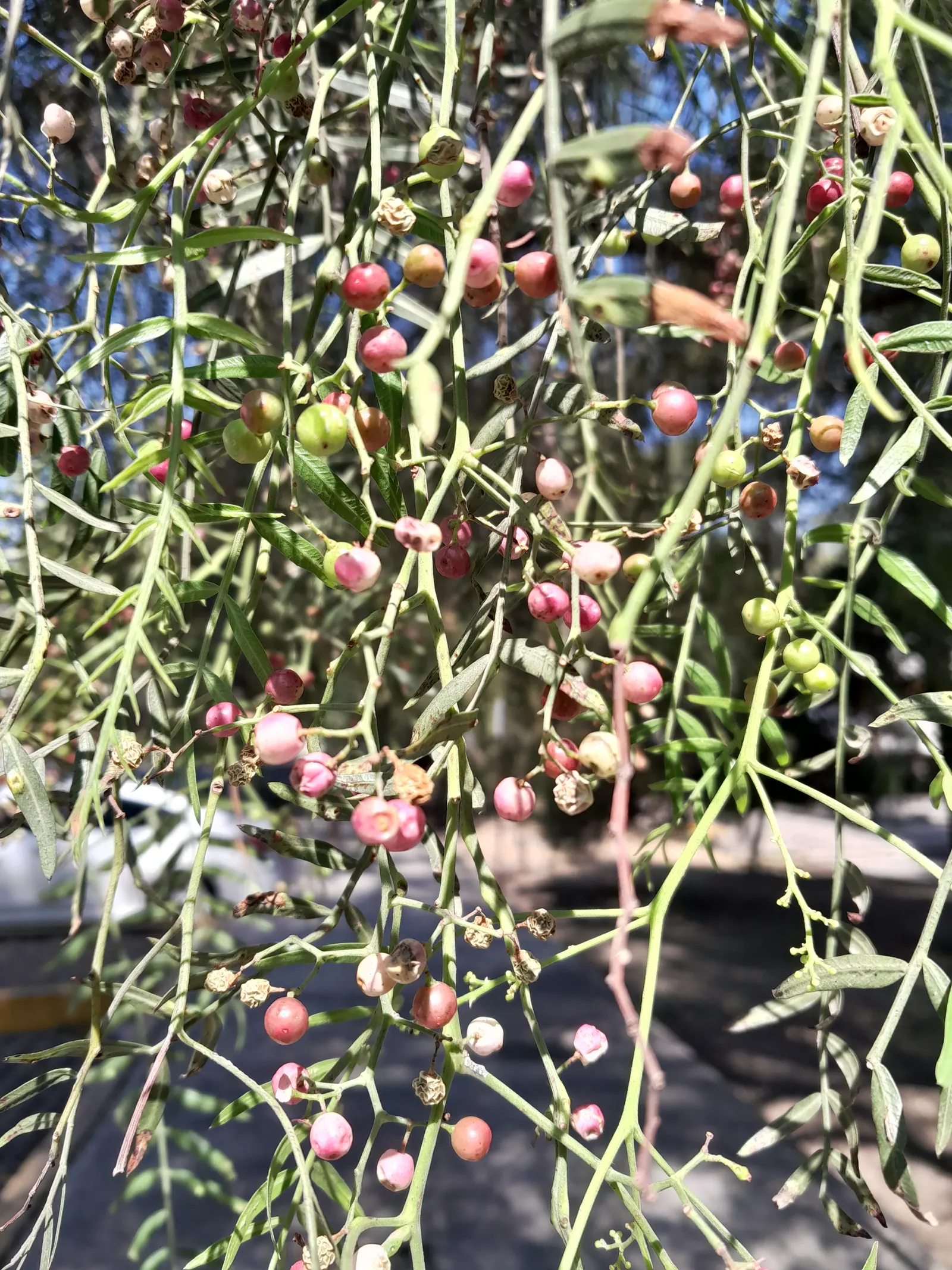California Pepper (Schinus Molle) — tree for full; making it an excellent choice for a client's garden seeking a touch of the Mediterranean or, image 57