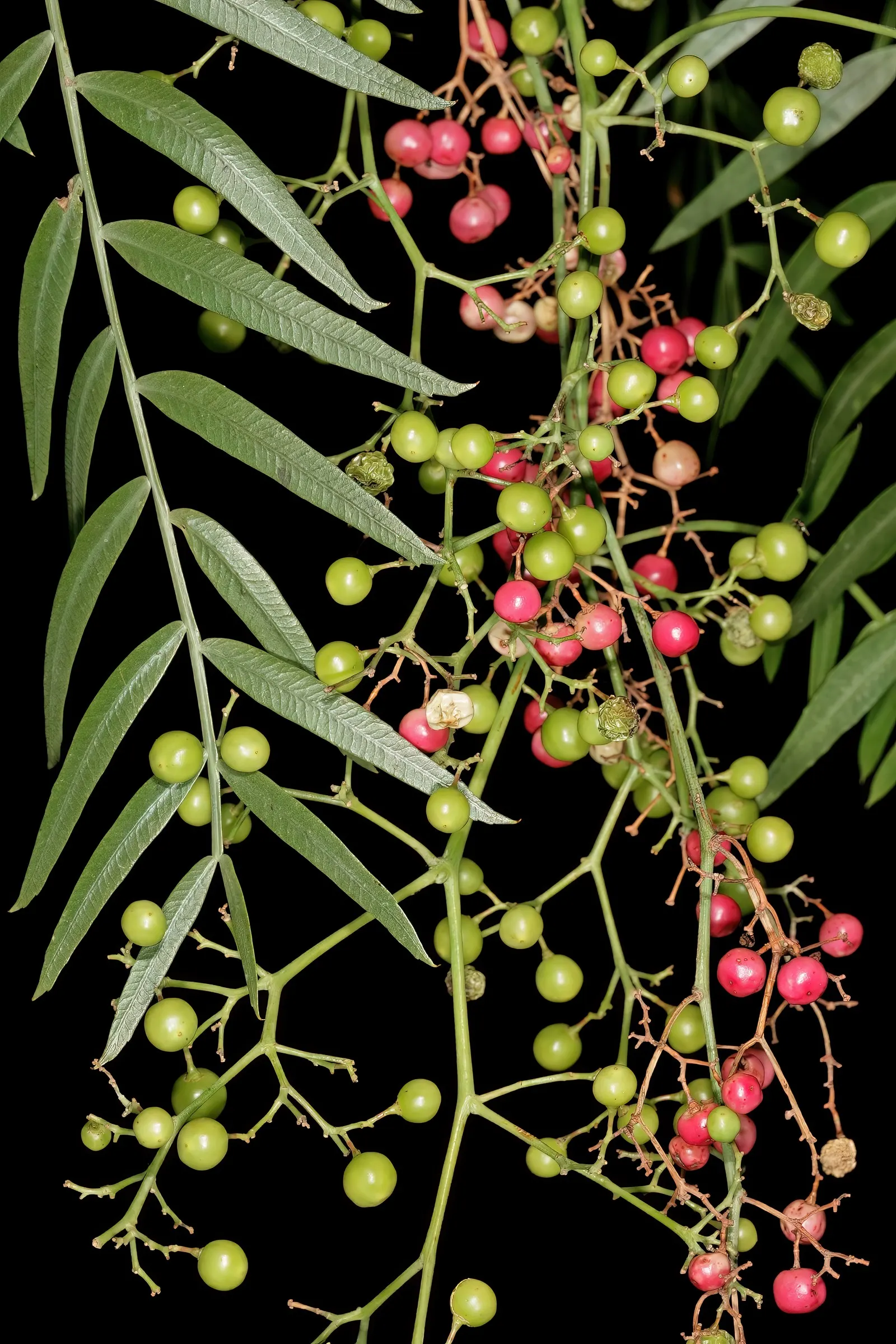 California Pepper (Schinus Molle) — With a mature height of 25-40 feet and a spread of 25-35 feet, it offers ample shade; tree with pink blooms, image 60