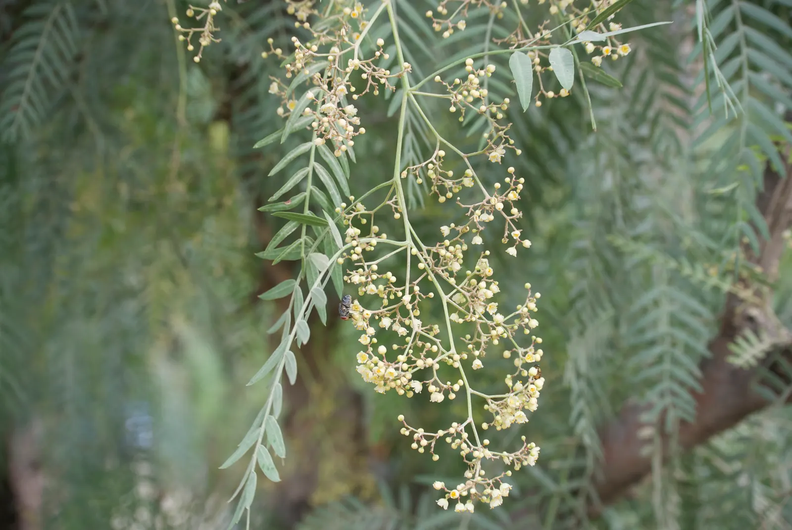 California Pepper (Schinus Molle) — forming a canopy that typically spans between 25 to 40 feet in width; with a mature height of 25-40 feet and a, image 47