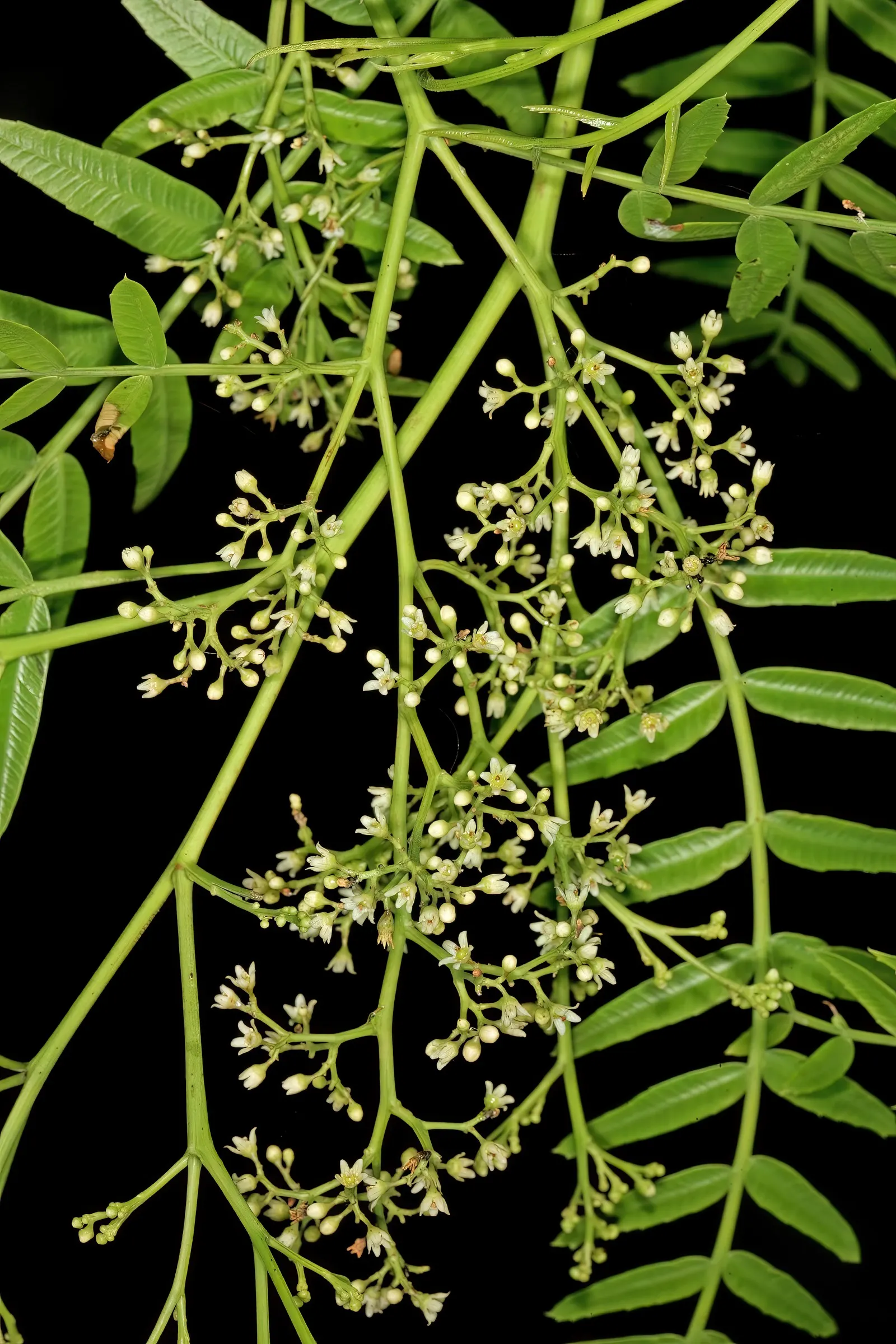 California Pepper (Schinus Molle) — pinnately compound leaves which emit a distinctive fragrant aroma when crushed; pink flowers in the garden