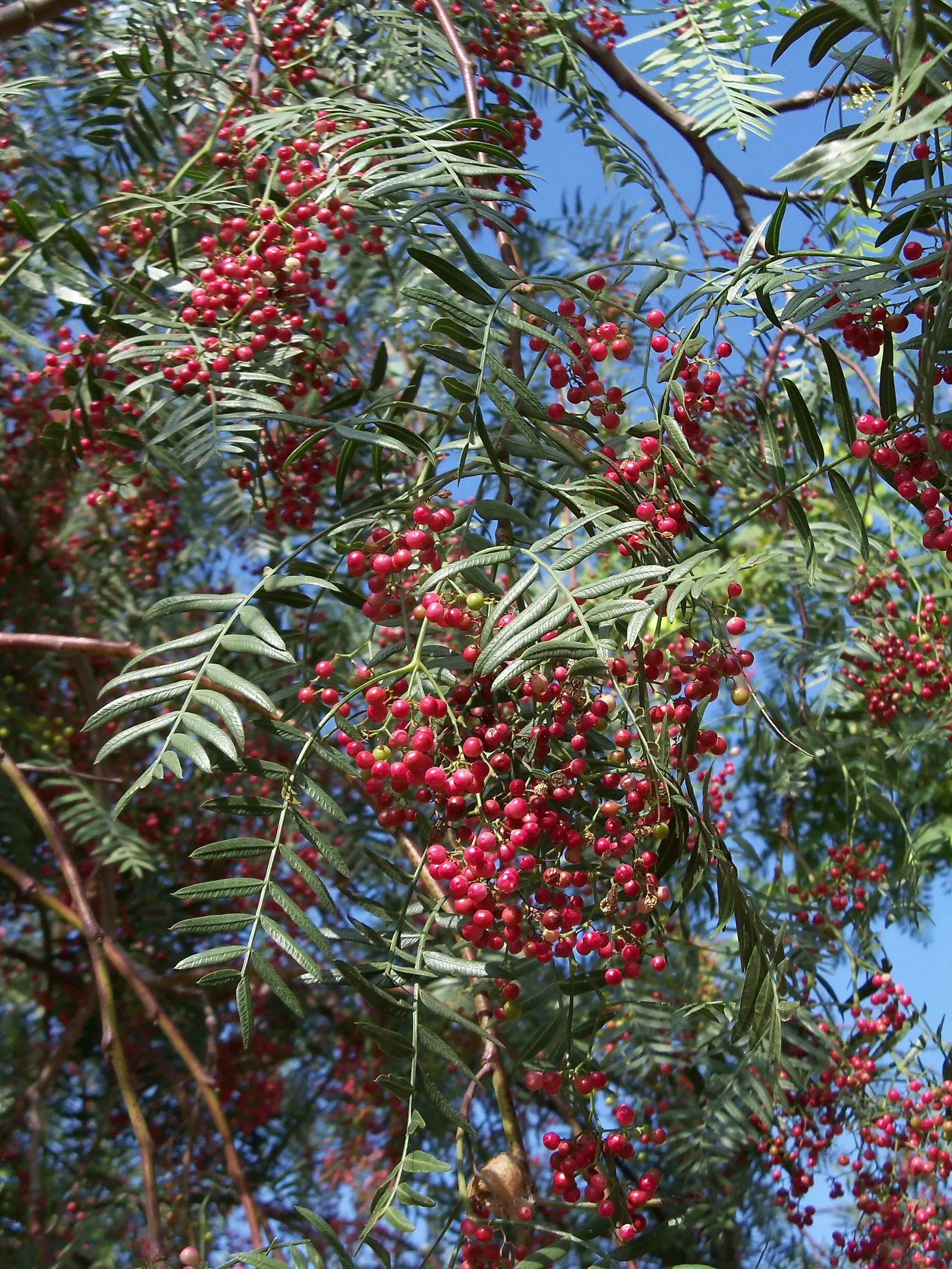 California Pepper (Schinus Molle) — Hailing from the arid zones of the Andes; this evergreen tree flourishes in the warm climatic conditions similar to its