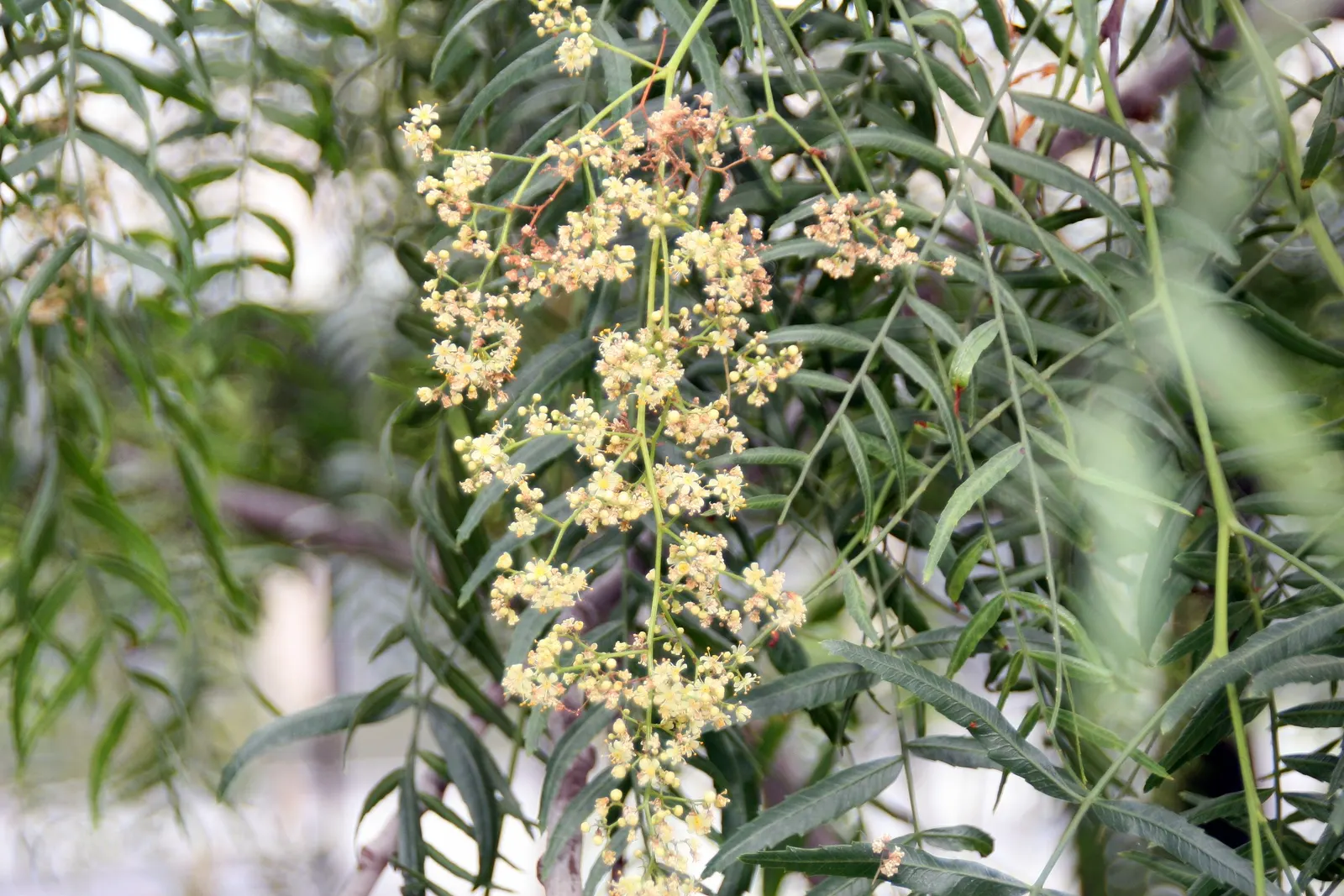 California Pepper (Schinus Molle) — with a height reaching up to 25 to 40 feet at full maturity, image 48