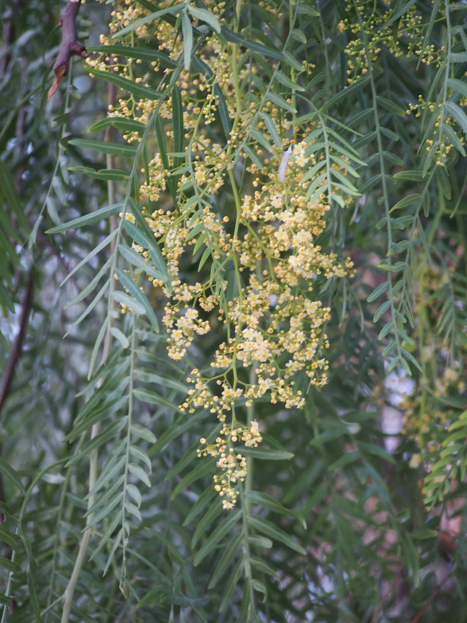 California Pepper (Schinus Molle) — weeping evergreen renowned for its feathery foliage and hanging clusters of red berries; tolerant of drought, image 58