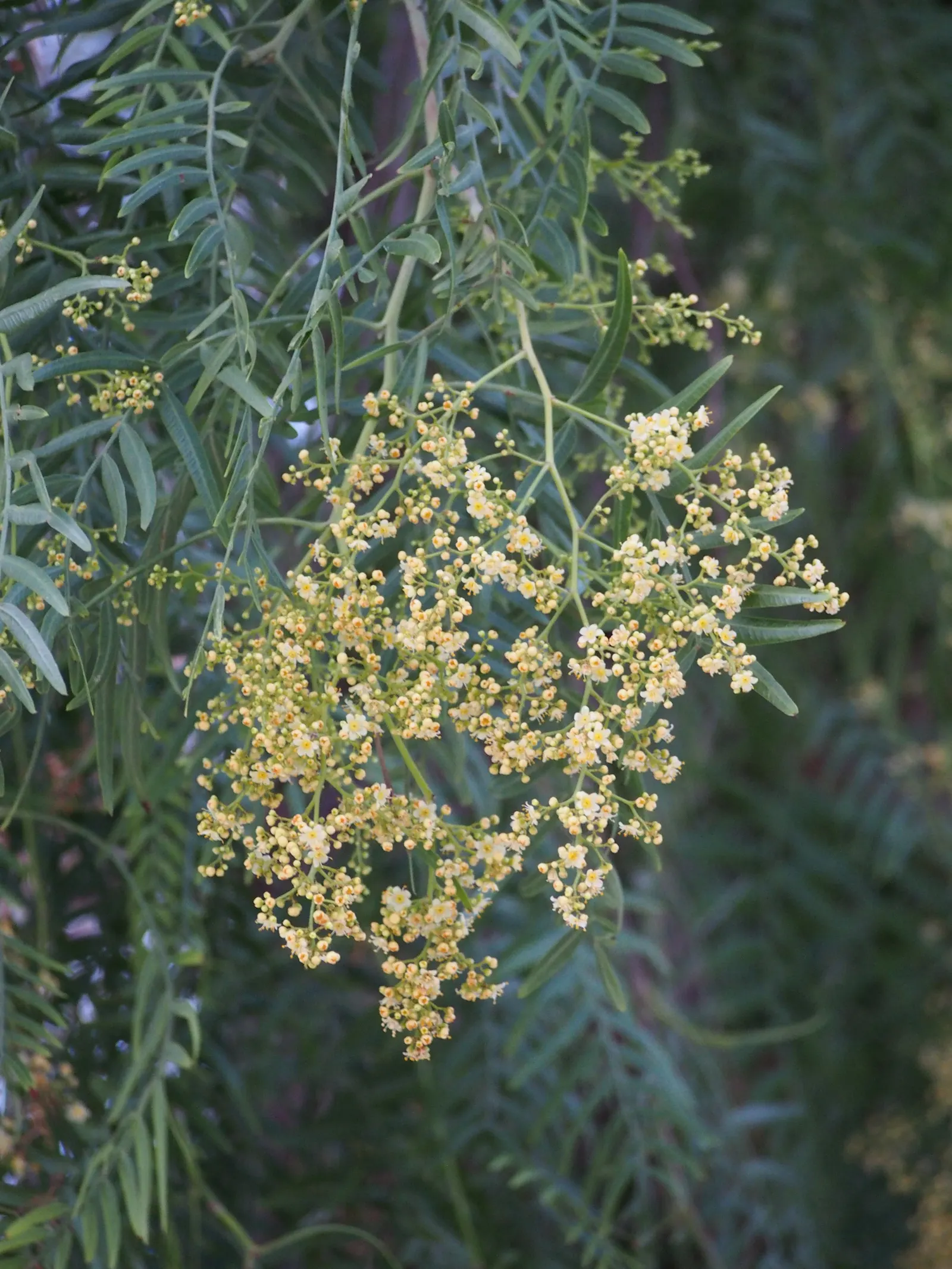 California Pepper (Schinus Molle) — Tolerant of drought and various soils, this tree is an elegant choice for xeriscapes and large outdoor spaces, image 61