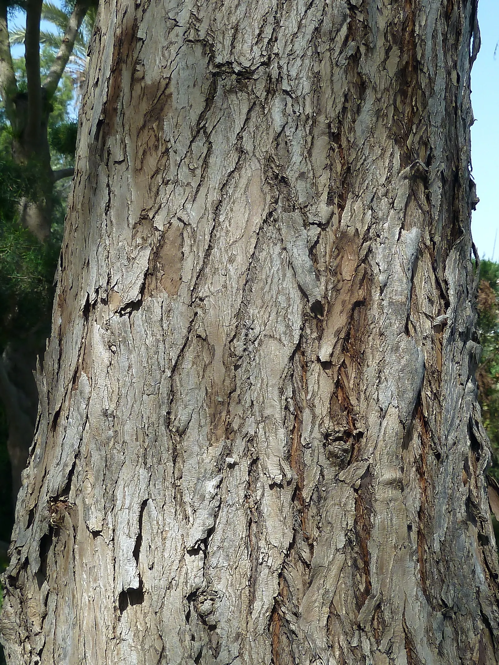 California Pepper (Schinus Molle) — tolerating a range of soil types from acidic to alkaline