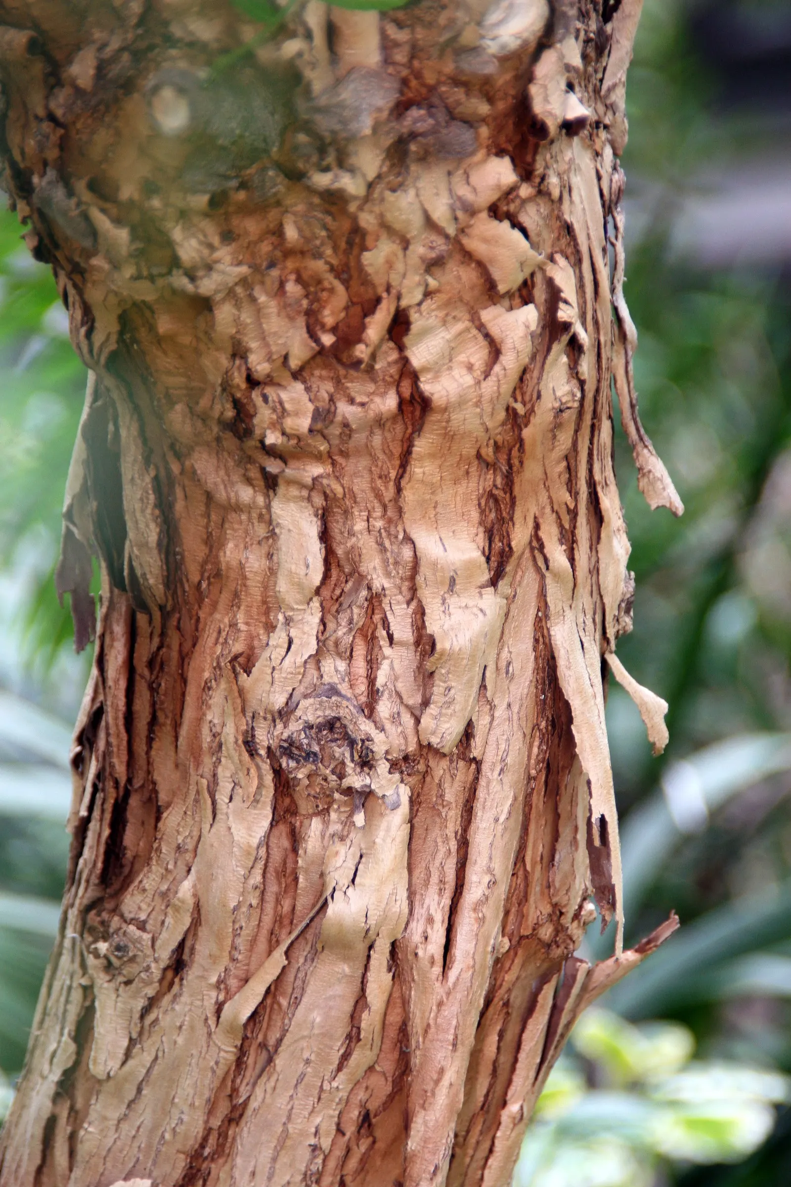 California Pepper (Schinus Molle) — is a visually striking and adaptable specimen commonly utilized in a variety of landscape designs; weeping, image 44