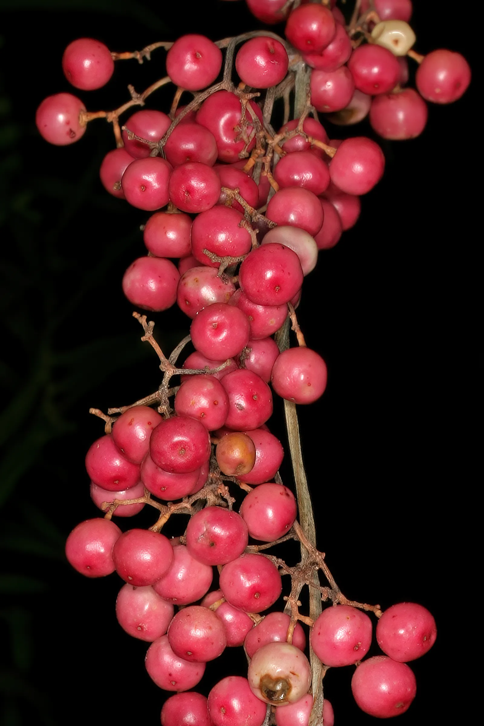 California Pepper (Schinus Molle) — tree for full