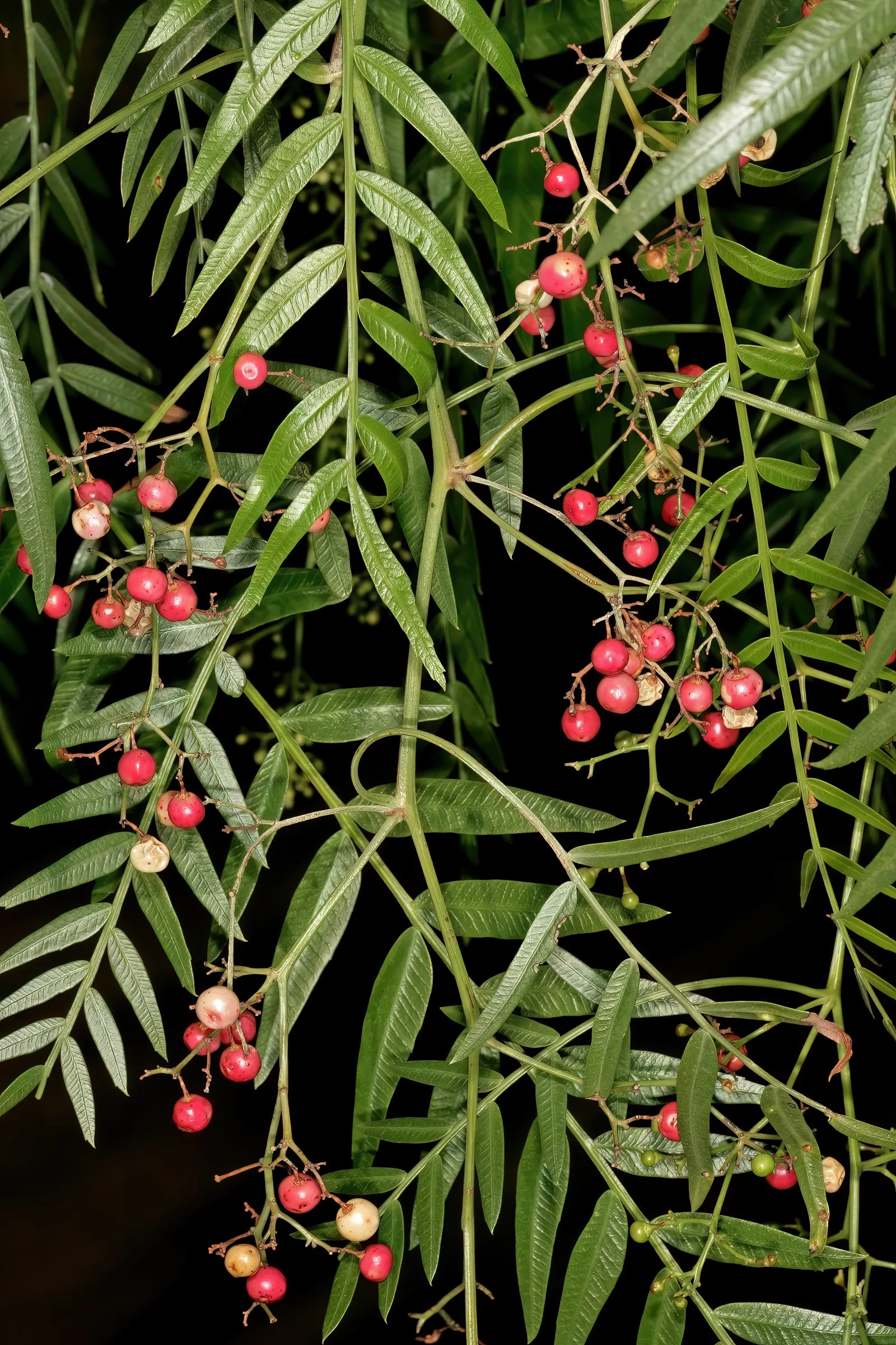 California Pepper (Schinus Molle) — Tolerant of drought and various soils, this tree is an elegant choice for xeriscapes and large outdoor spaces, image 42