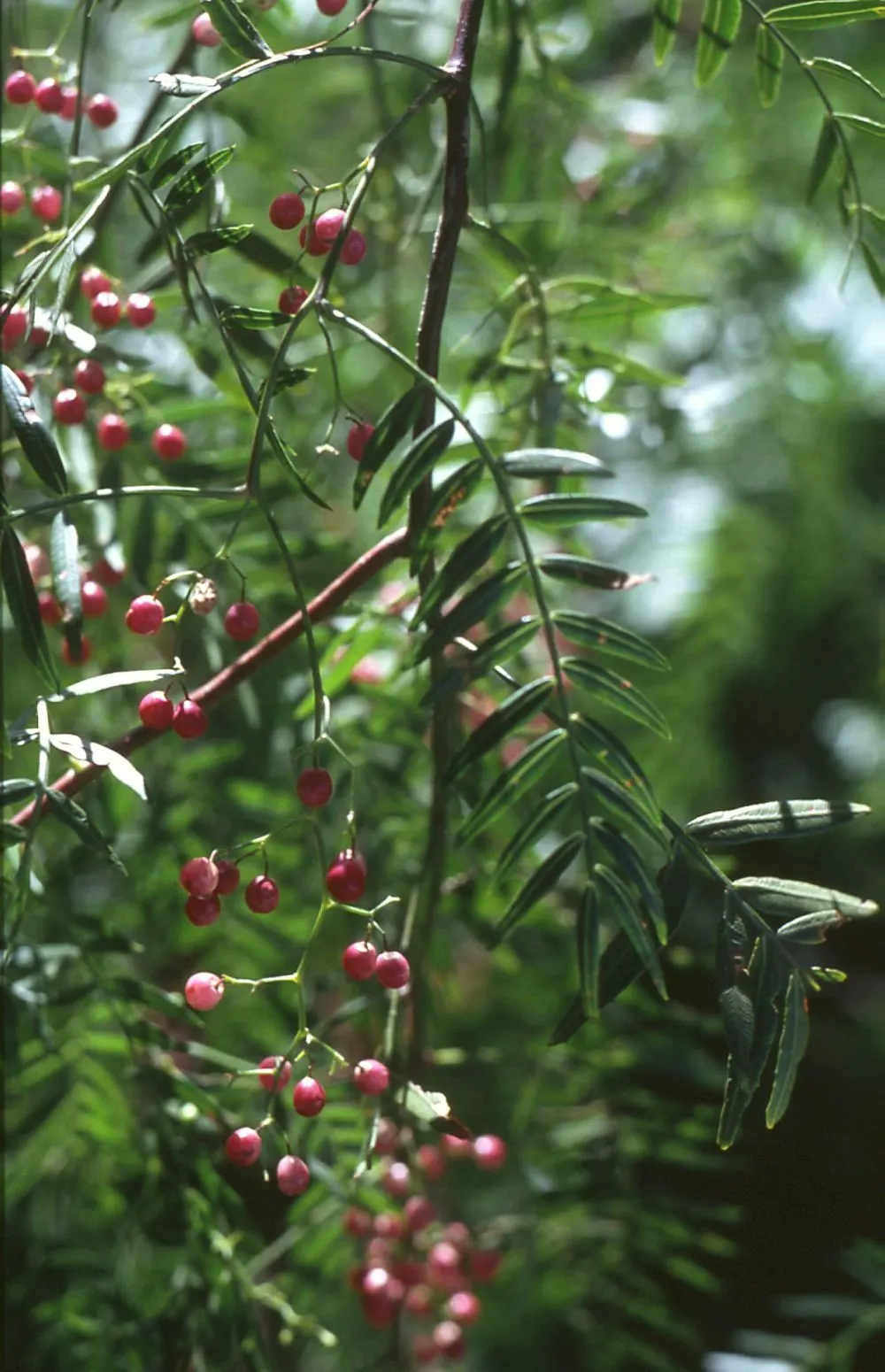 California Pepper (Schinus Molle) — but caution is advised as the vigorous roots can disturb nearby pavement and structures; scientifically designated as