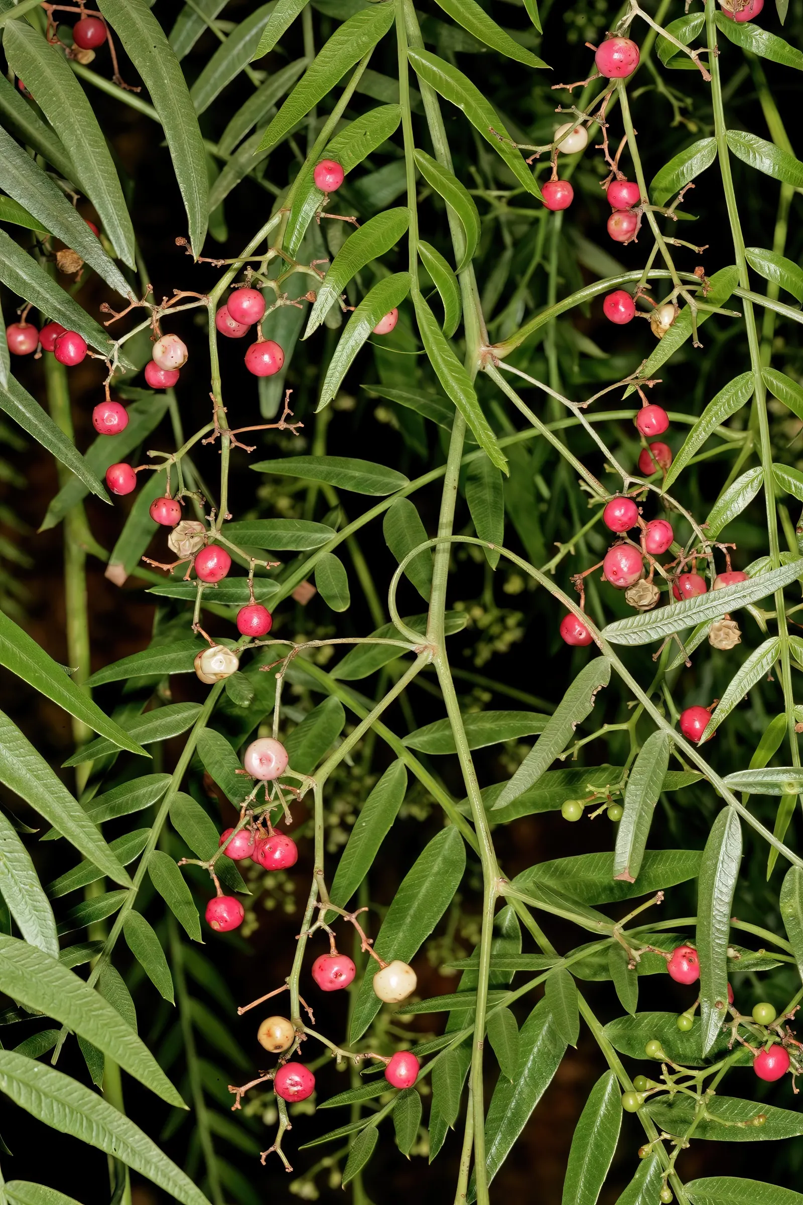 California Pepper (Schinus Molle) — forming a canopy that typically spans between 25 to 40 feet in width; with a mature height of 25-40 feet and a spread of