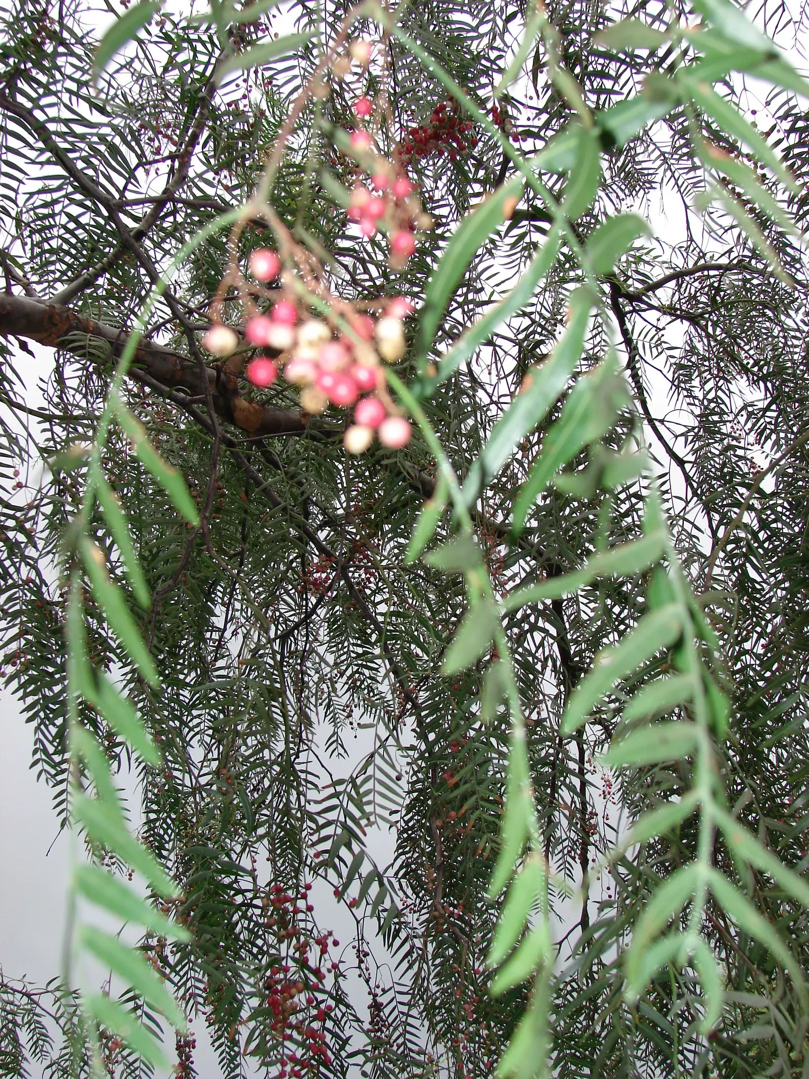 California Pepper (Schinus Molle) — this evergreen tree flourishes in the warm climatic conditions similar to its native Peruvian habitats