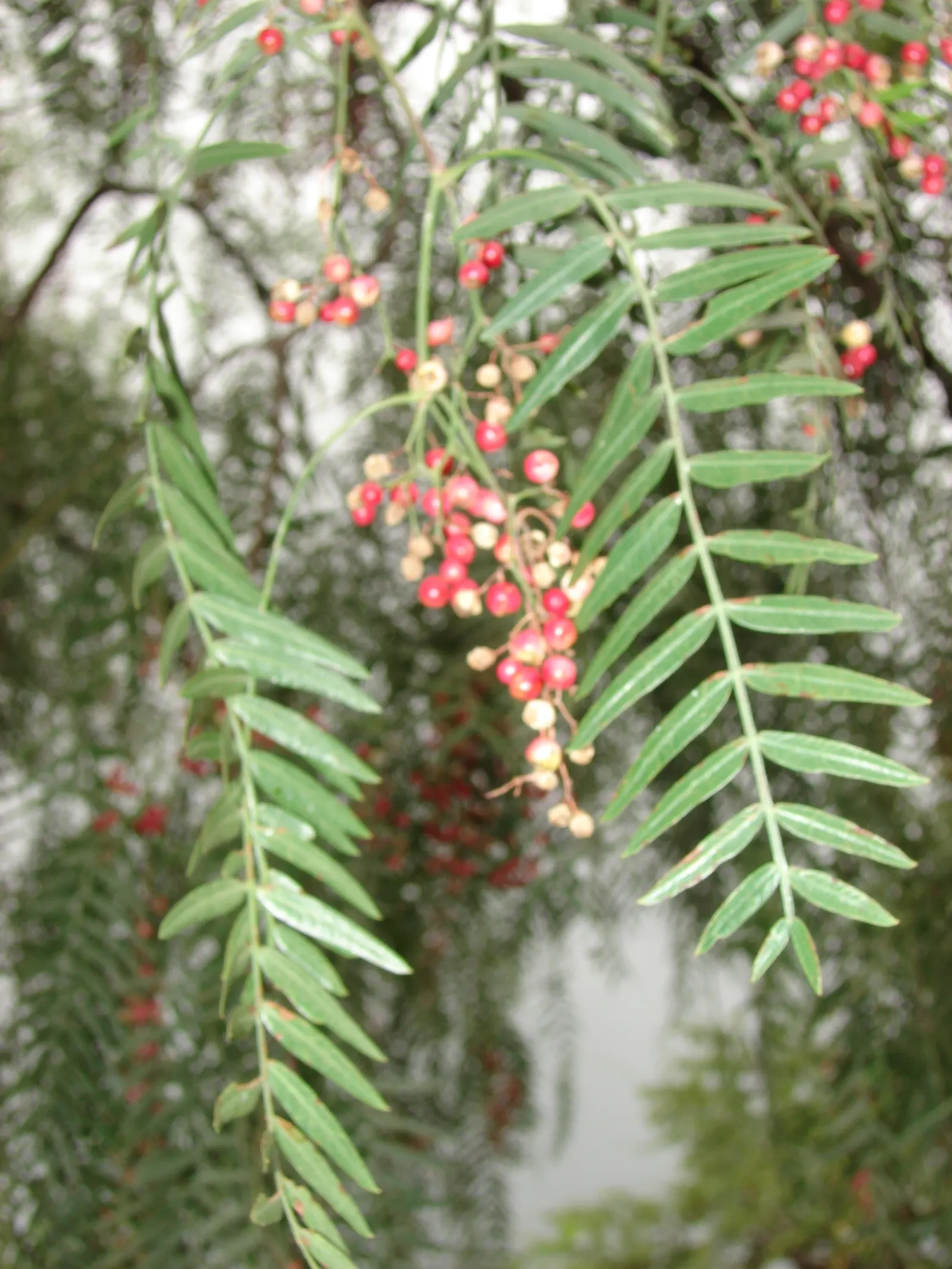 California Pepper (Schinus Molle) — weeping evergreen renowned for its feathery foliage and hanging clusters of red berries; tolerant of drought and various