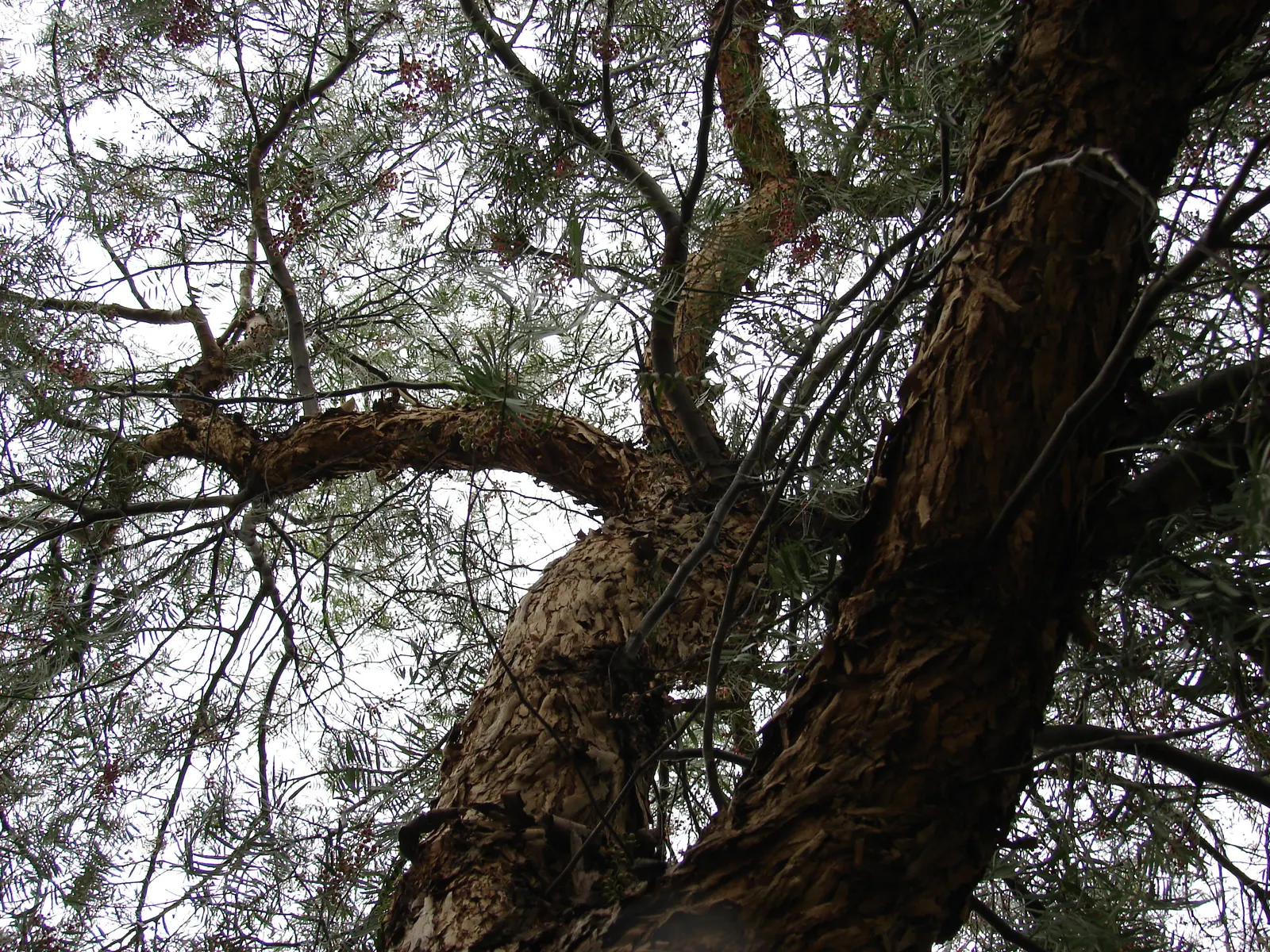 California Pepper (Schinus Molle) — Schinus molle prefers full sun and well-draining soil conditions; but caution is advised as the vigorous roots can disturb