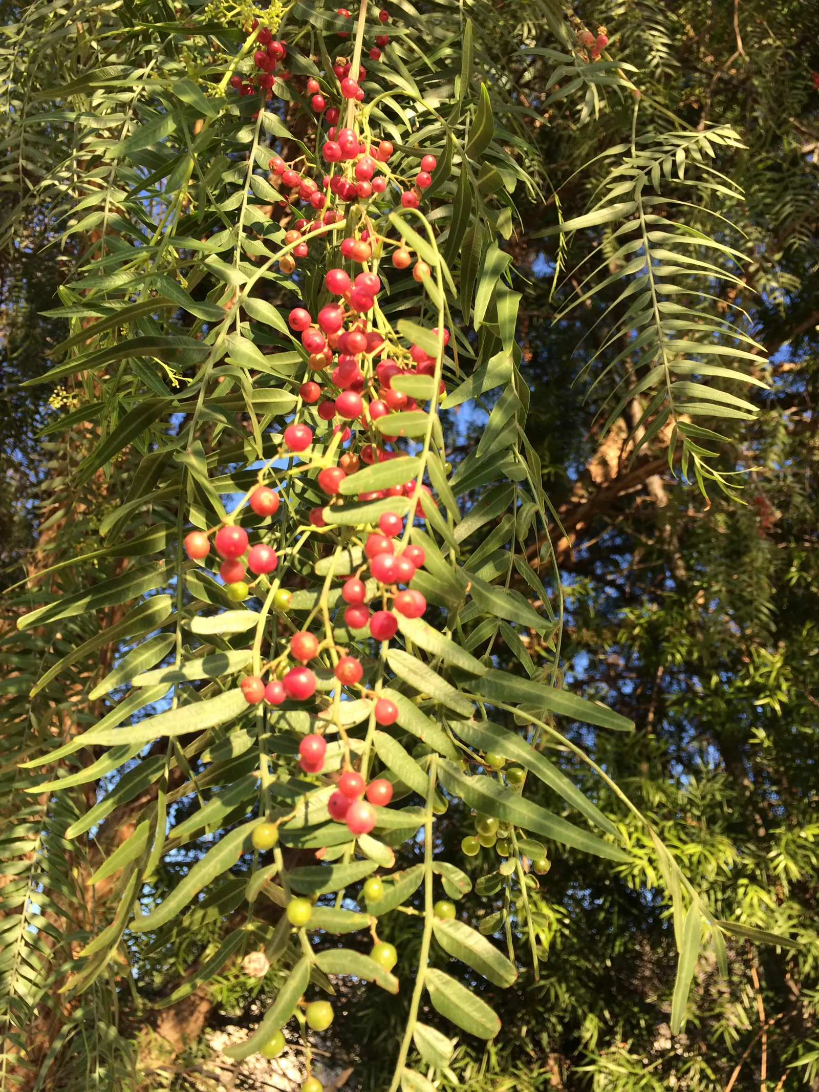 California Pepper (Schinus Molle) — Schinus molle prefers full sun and well-draining soil conditions; but caution is advised as the vigorous roots, image 51