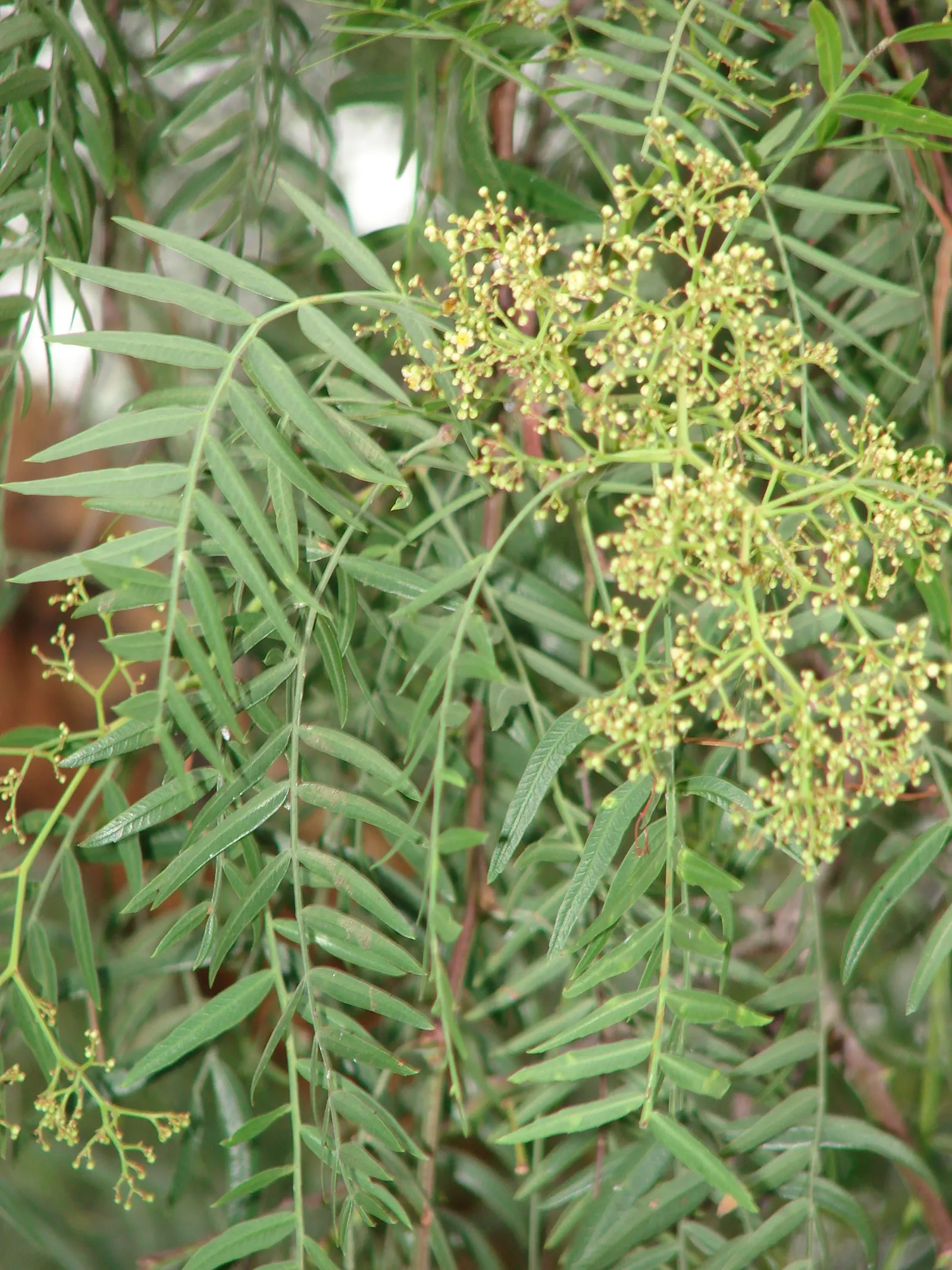 California Pepper (Schinus Molle) — weeping evergreen renowned for its feathery foliage and hanging clusters of red berries; tolerant of drought, image 39