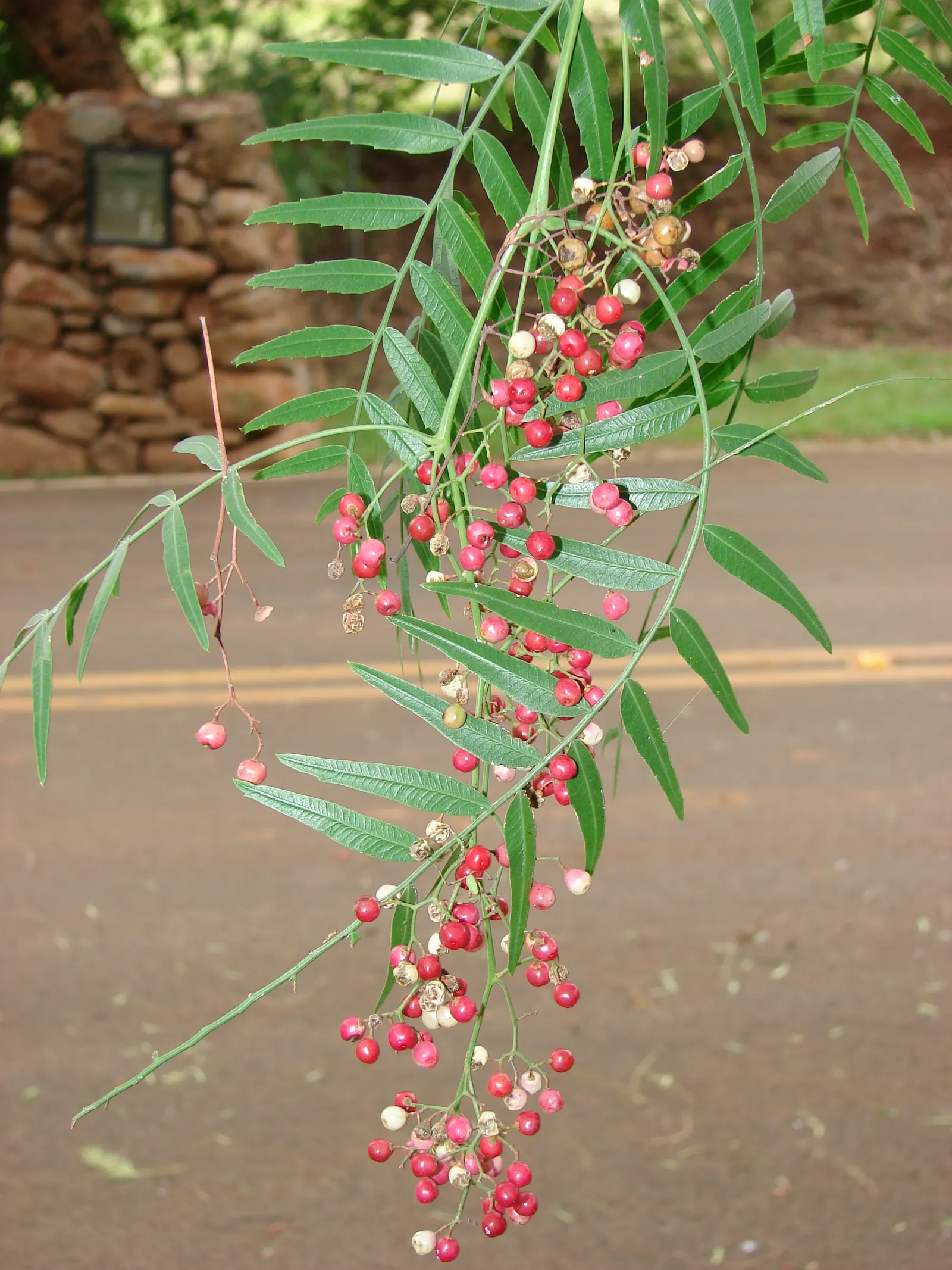 California Pepper (Schinus Molle) — Regular pruning ensures structural integrity and aesthetic appeal