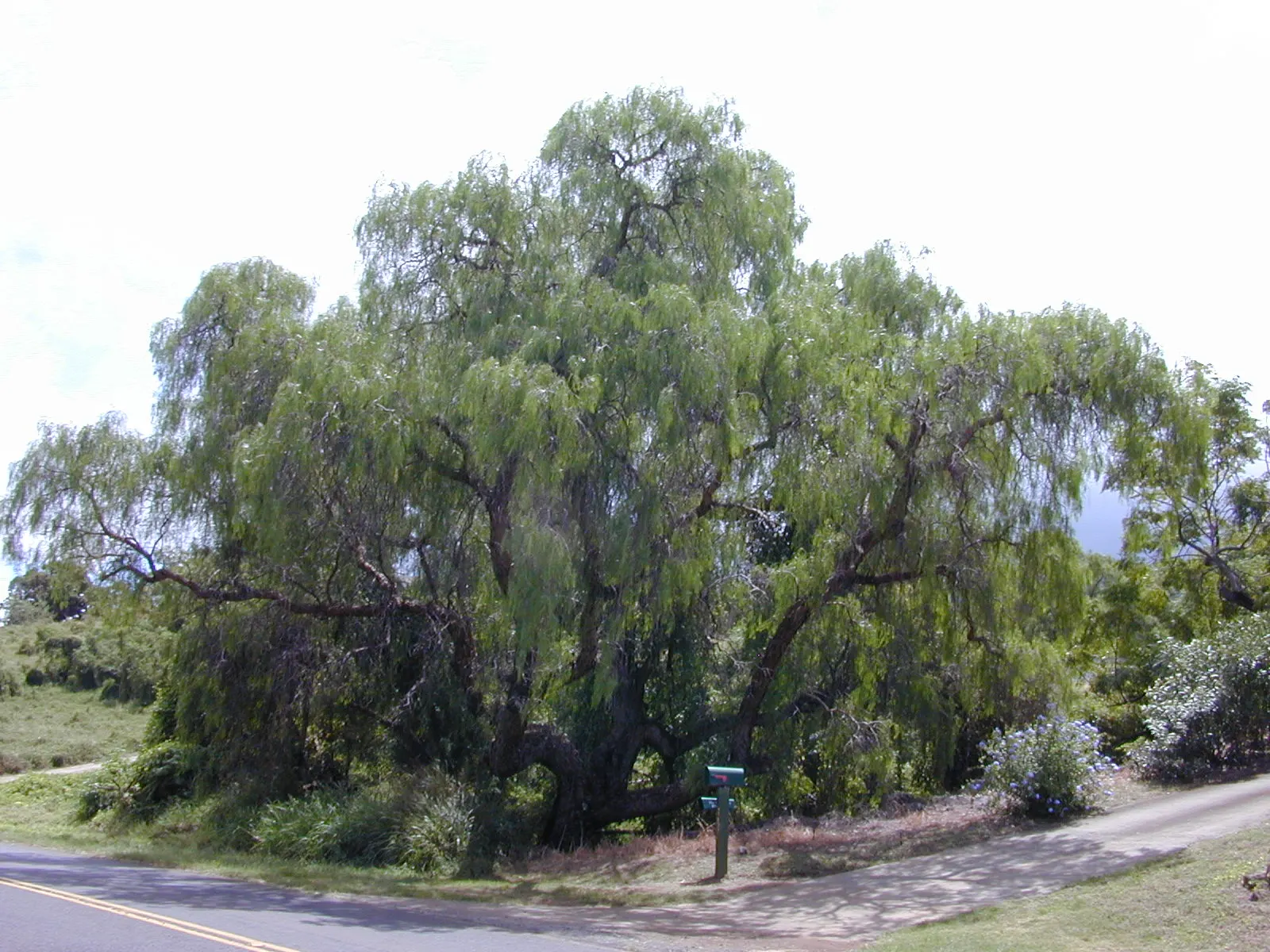 California Pepper (Schinus Molle) — with a height reaching up to 25 to 40 feet at full maturity