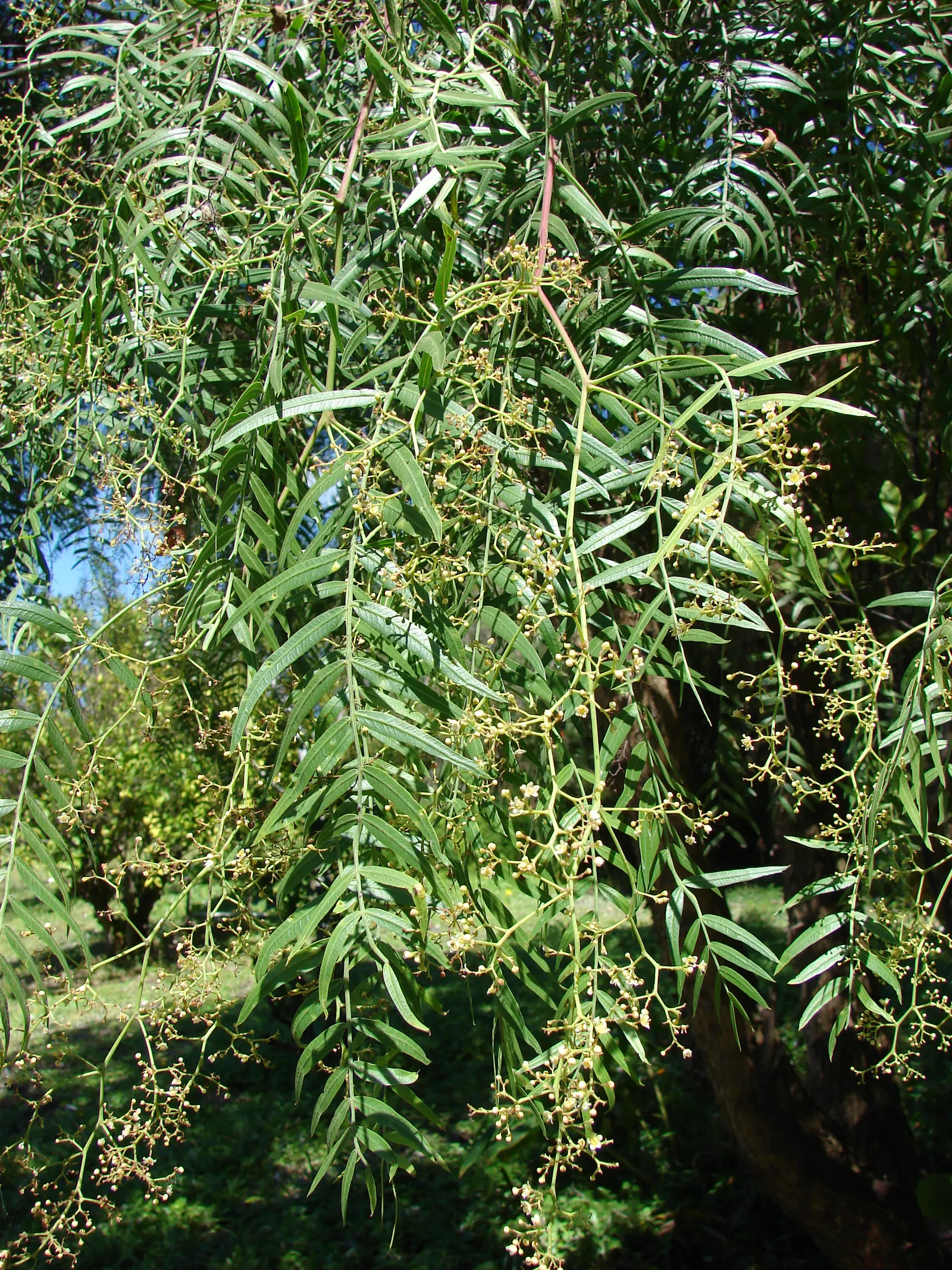 California Pepper (Schinus Molle) — Native to the arid zones of South America, it thrives in USDA zones 8-11; pinnately compound leaves which emit a, image 40