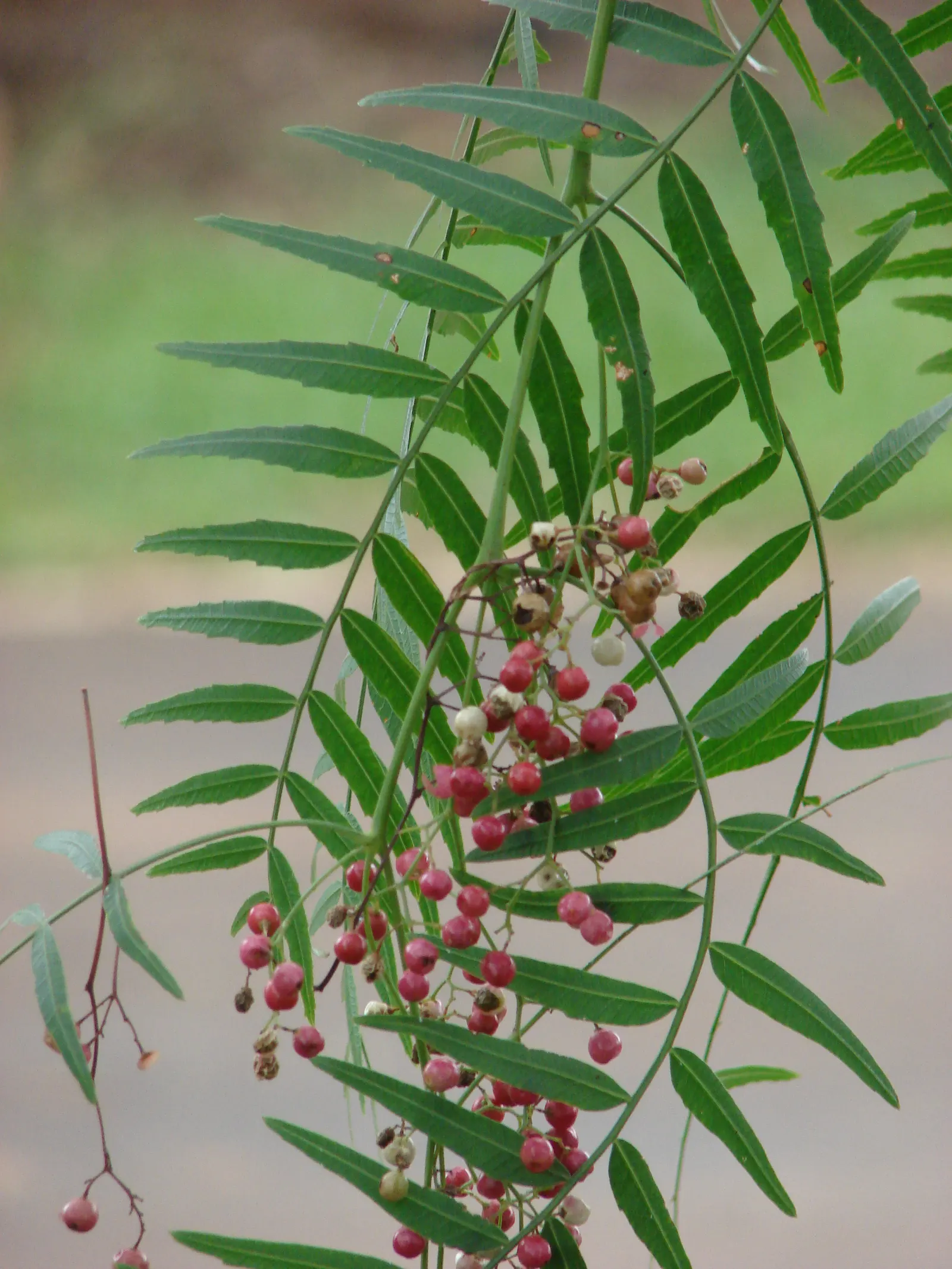 California Pepper (Schinus Molle) — With a mature height of 25-40 feet and a spread of 25-35 feet, it offers ample shade