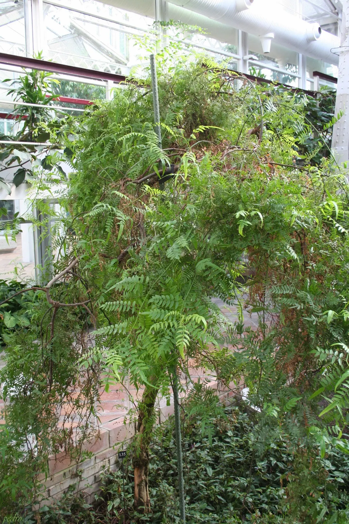 California Pepper (Schinus Molle) — but caution is advised as the vigorous roots can disturb nearby pavement and structures