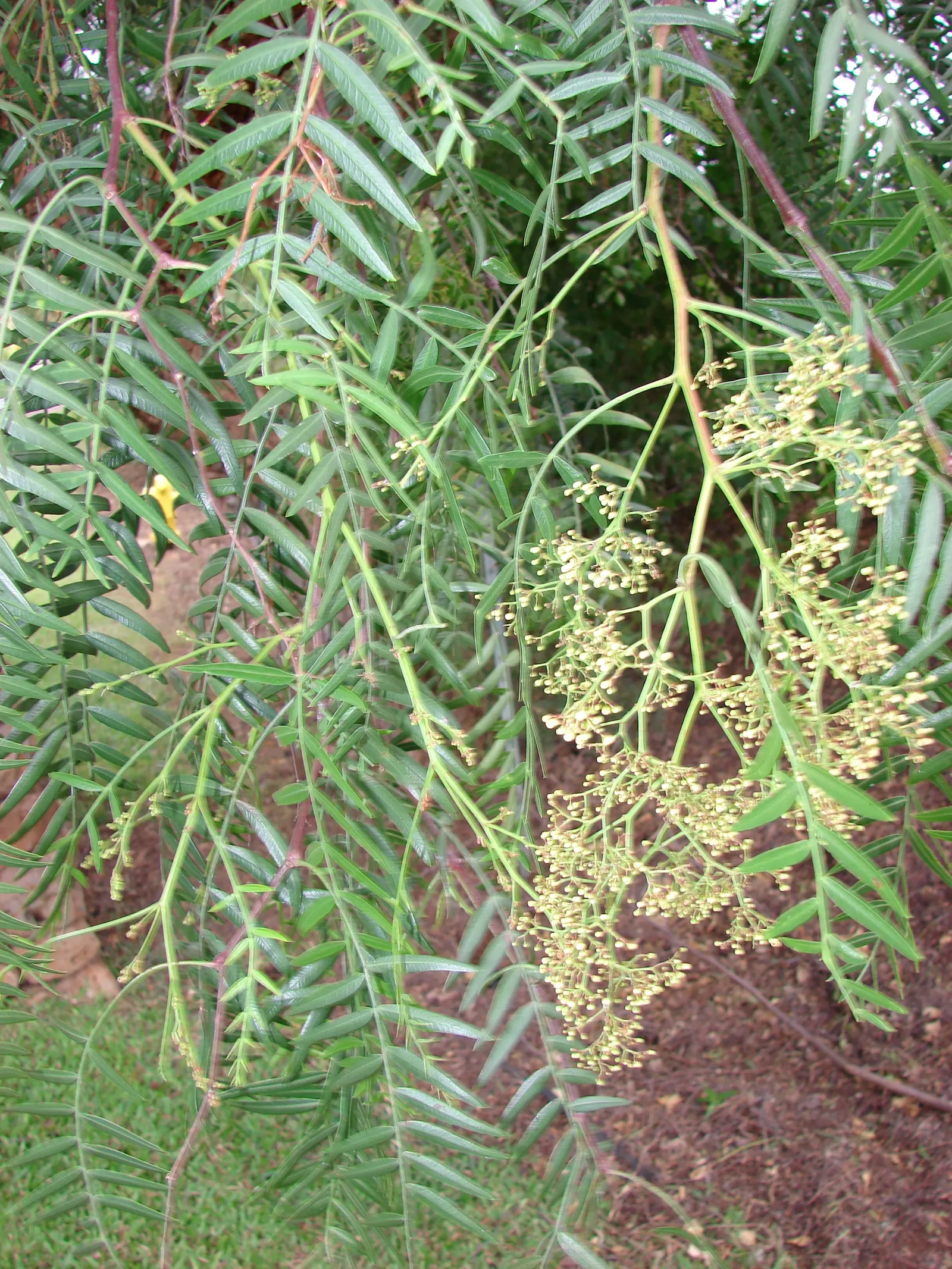 California Pepper (Schinus Molle) — is a visually striking and adaptable specimen commonly utilized in a variety of landscape designs