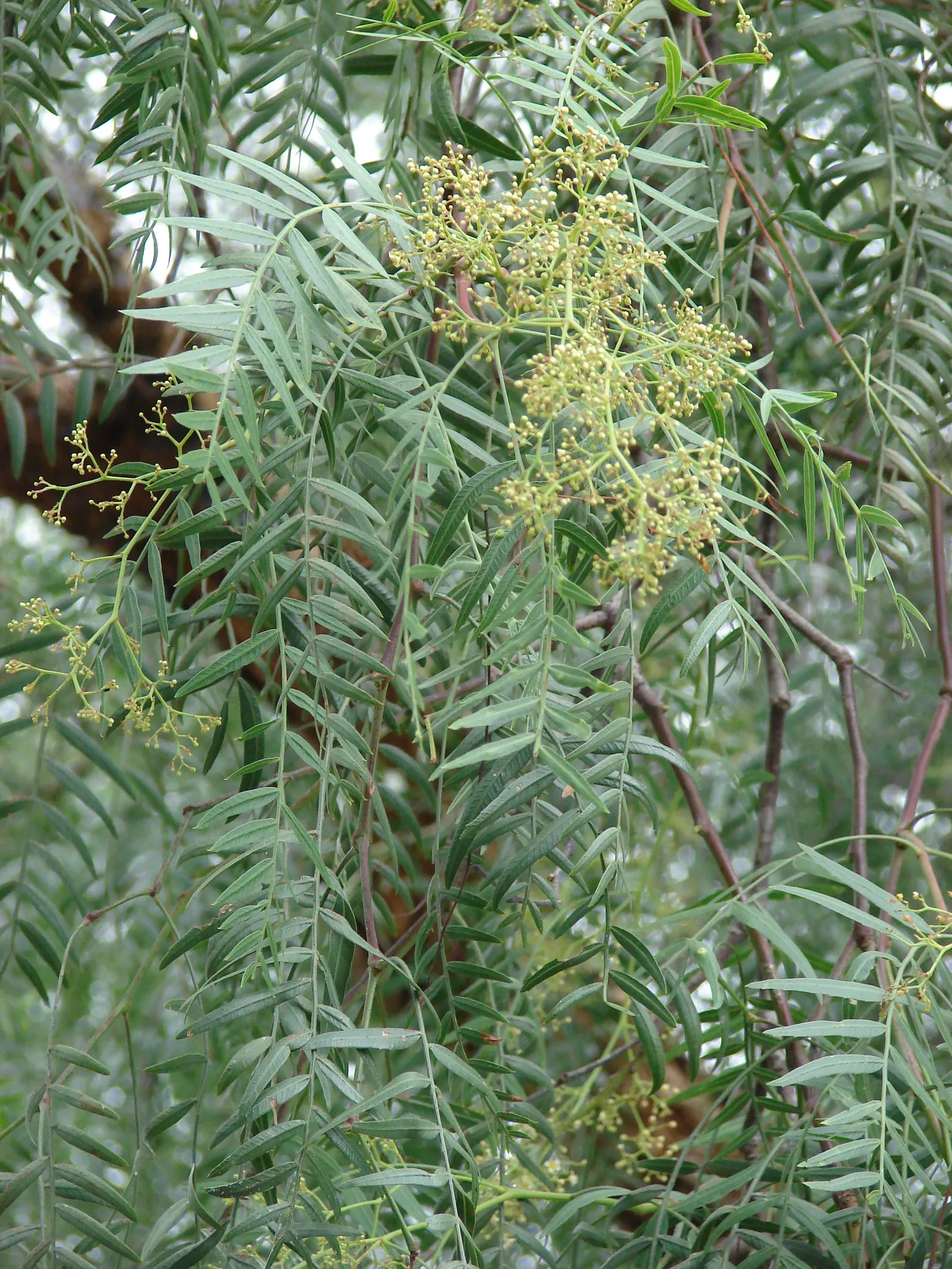 California Pepper (Schinus Molle) — Tolerant of drought and various soils, this tree is an elegant choice for xeriscapes and large outdoor spaces; is a