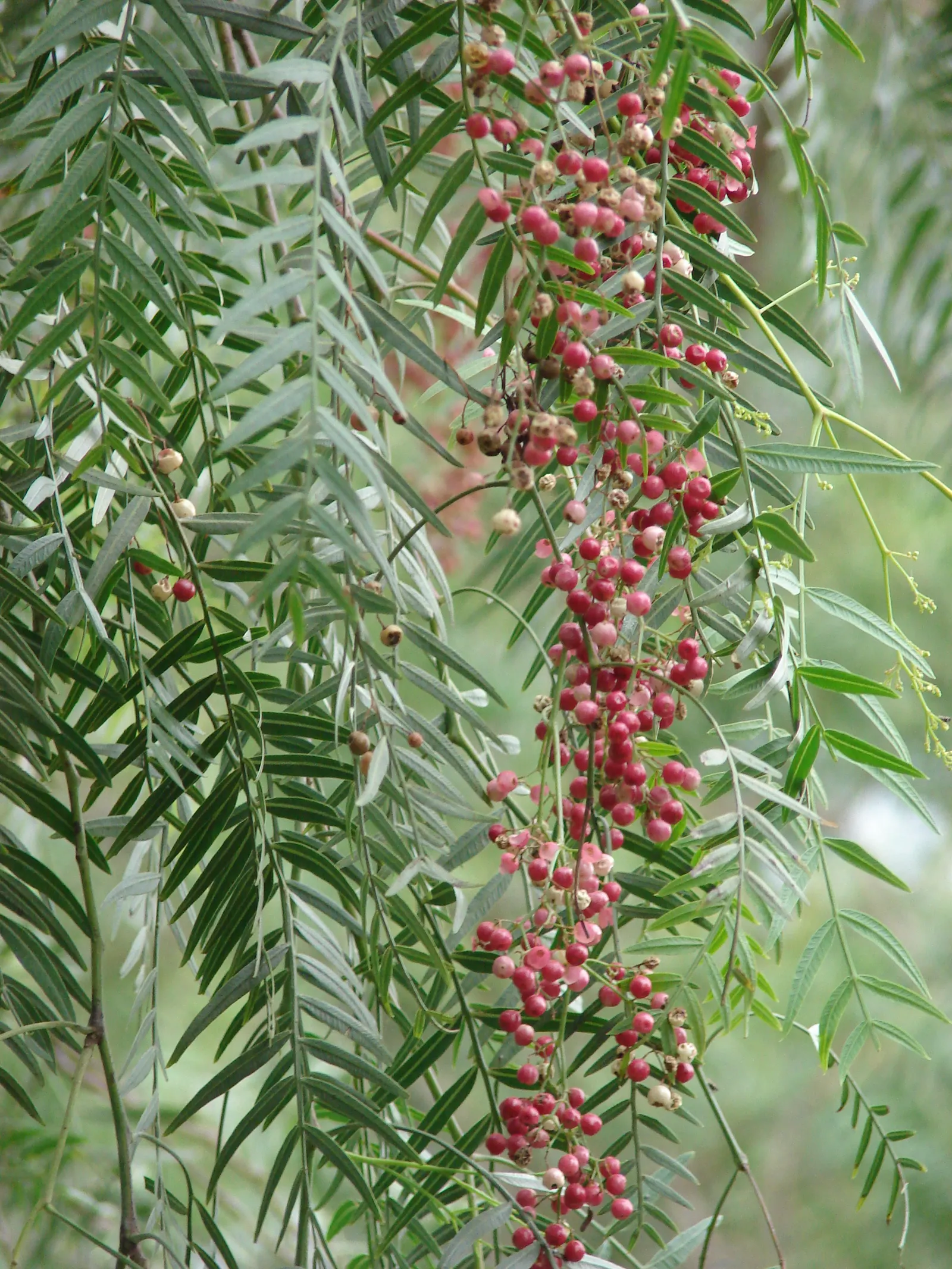 California Pepper (Schinus Molle) — tree with pink blooms; forming a canopy that typically spans between 25 to 40 feet in width, image 56