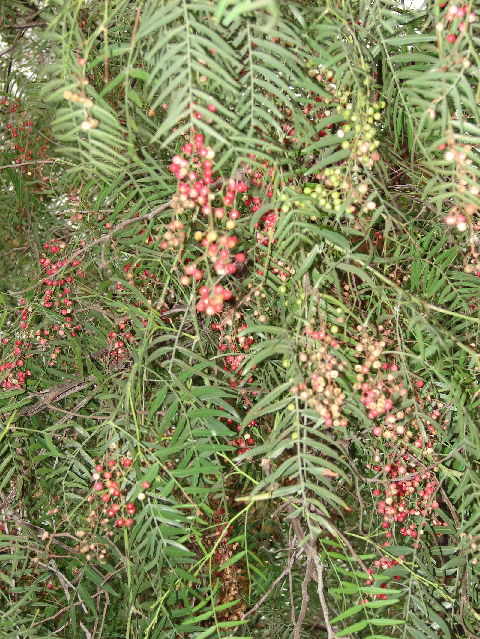 California Pepper (Schinus Molle) — this evergreen tree flourishes in the warm climatic conditions similar to its native Peruvian habitats; regular pruning