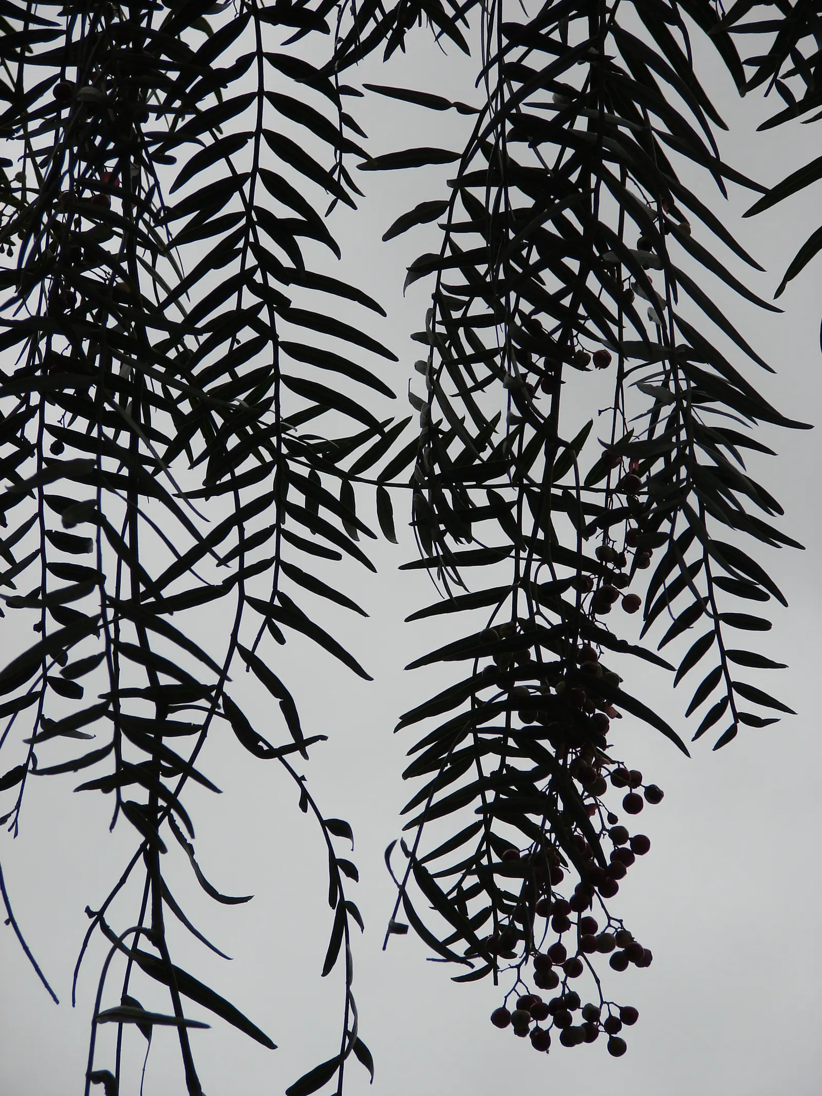 California Pepper (Schinus Molle) — tolerating a range of soil types from acidic to alkaline; tree for full, image 71