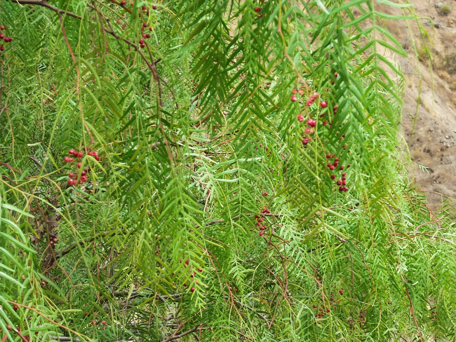 California Pepper (Schinus Molle) — is a visually striking and adaptable specimen commonly utilized in a variety of landscape designs; weeping evergreen