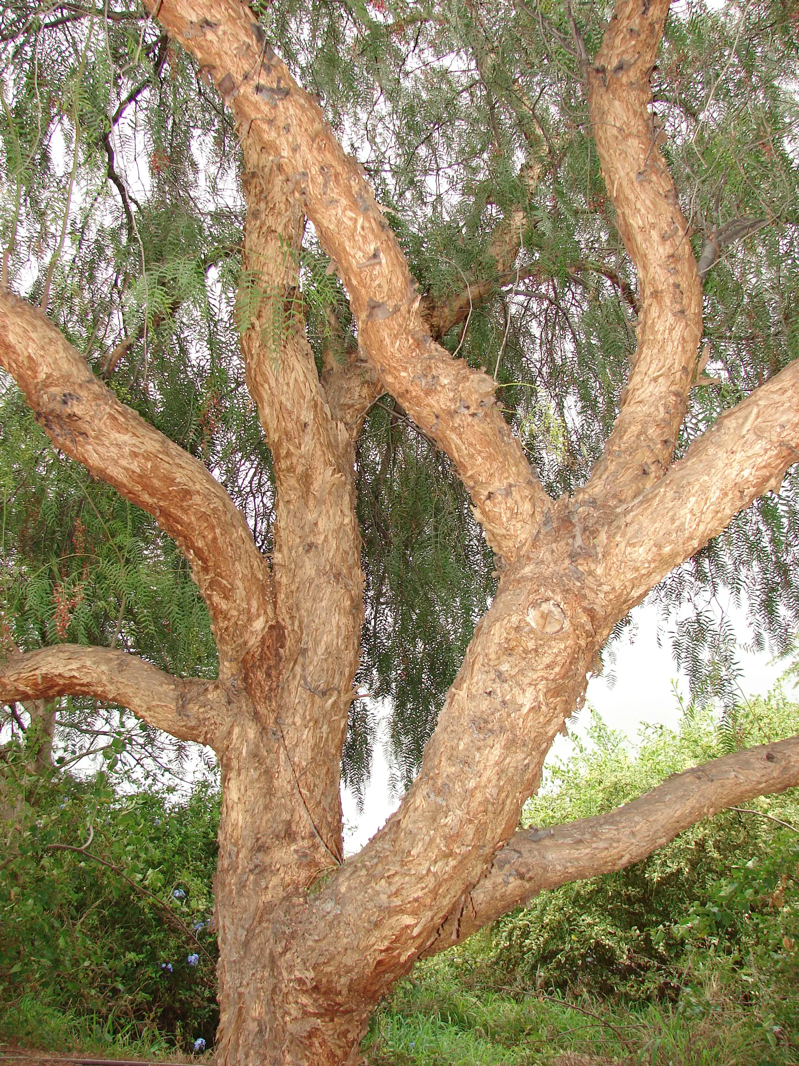 California Pepper (Schinus Molle) — is a visually striking and adaptable specimen commonly utilized in a variety of landscape designs; weeping, image 63