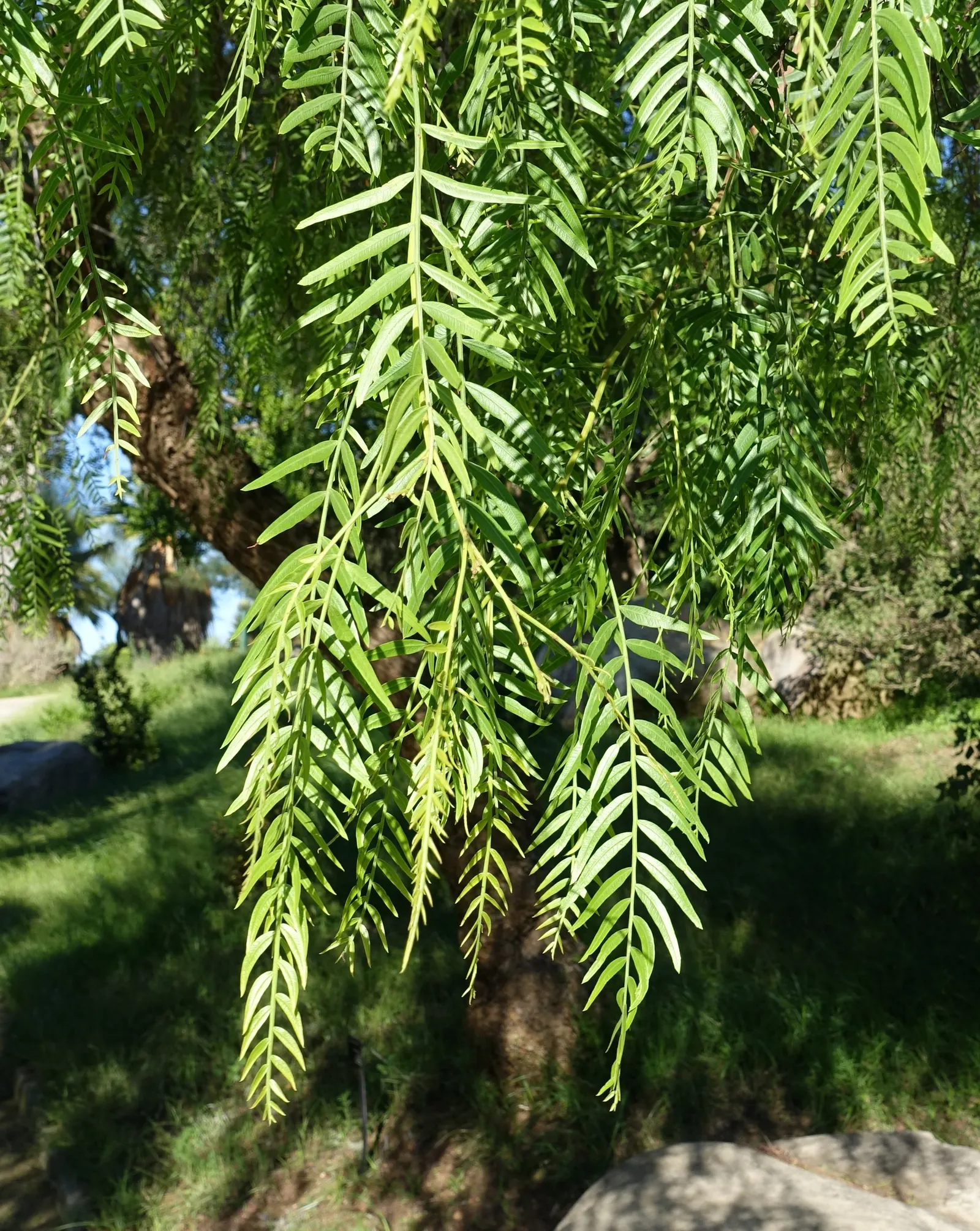 California Pepper (Schinus Molle) — forming a canopy that typically spans between 25 to 40 feet in width; with a mature height of 25-40 feet and a, image 66