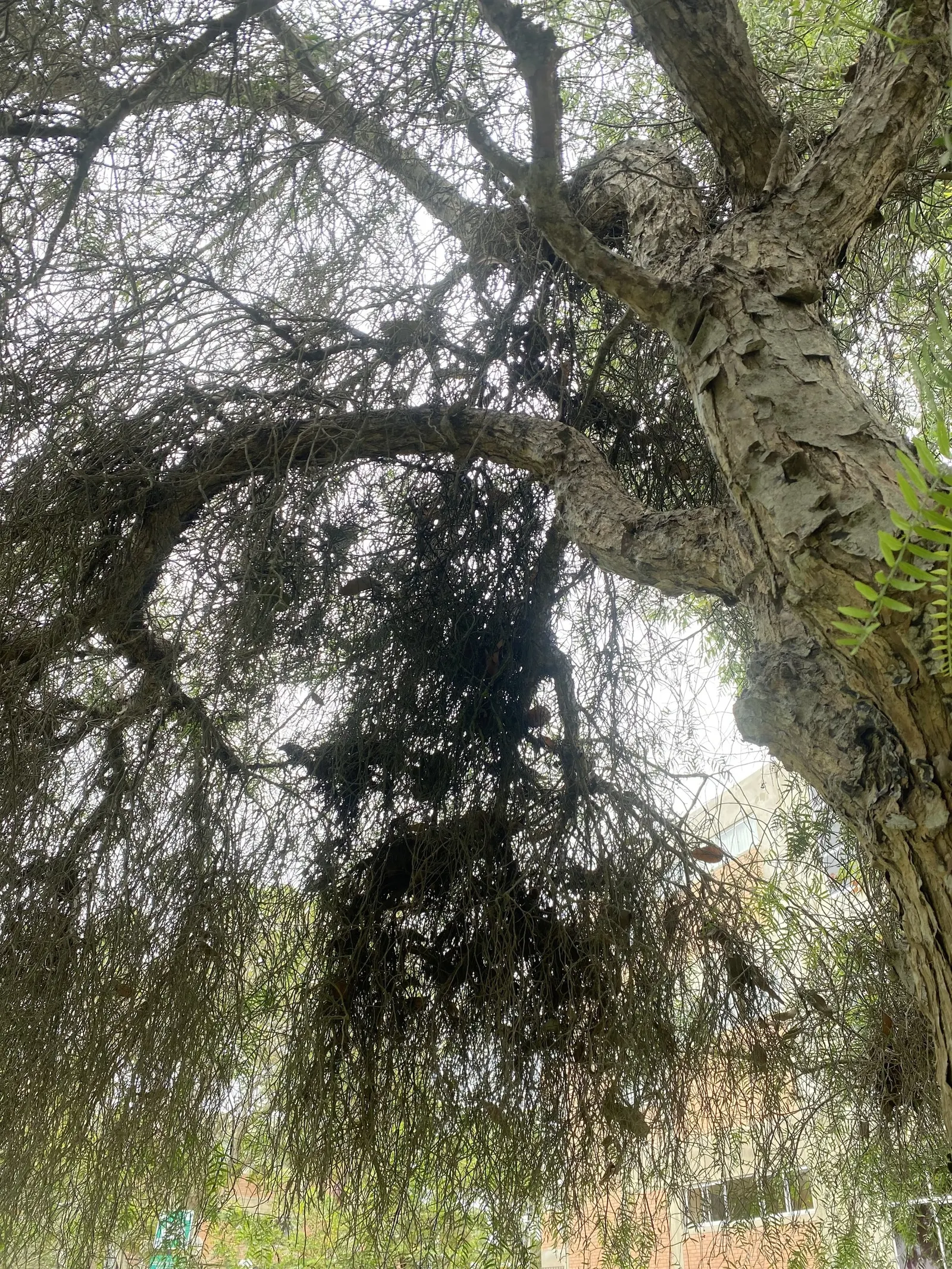 California Pepper (Schinus Molle) — but caution is advised as the vigorous roots can disturb nearby pavement and structures; scientifically, image 69
