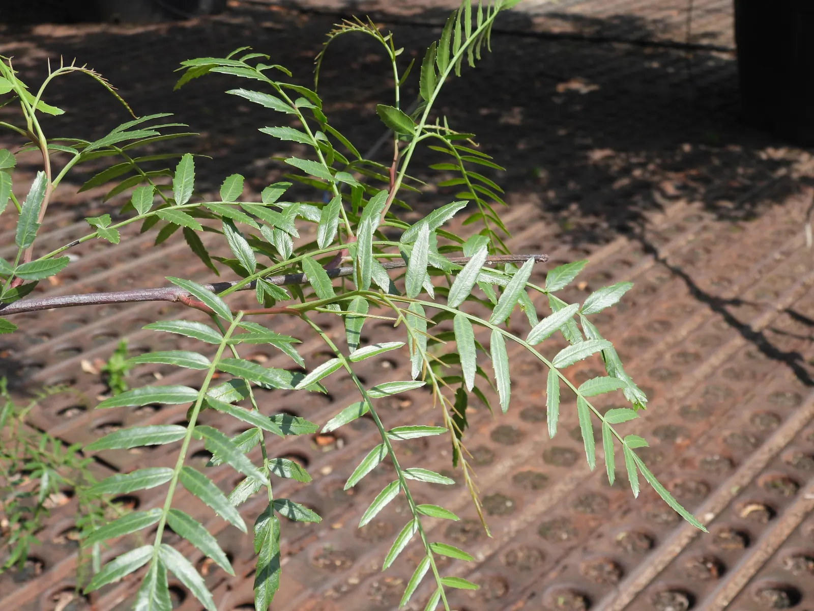 California Pepper (Schinus Molle) — tree with pink blooms