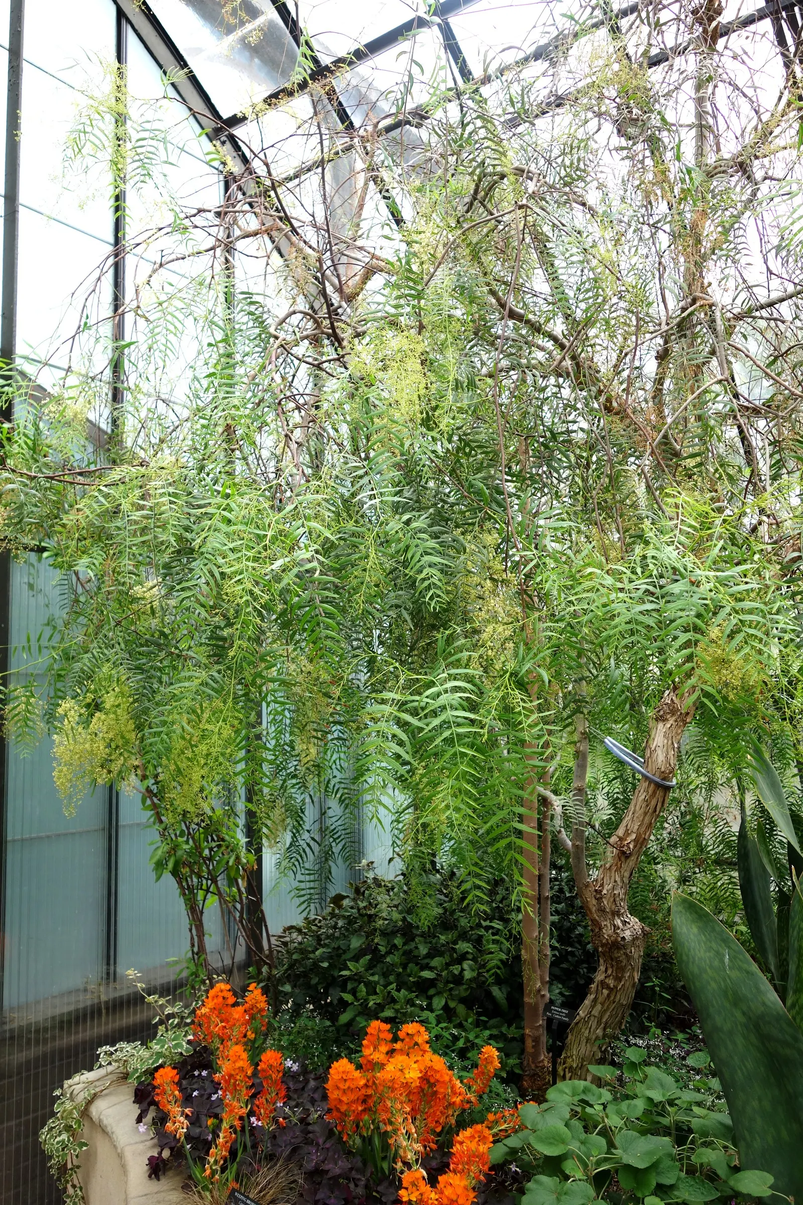 California Pepper (Schinus Molle) — Schinus molle prefers full sun and well-draining soil conditions; but caution is advised as the vigorous roots, image 70