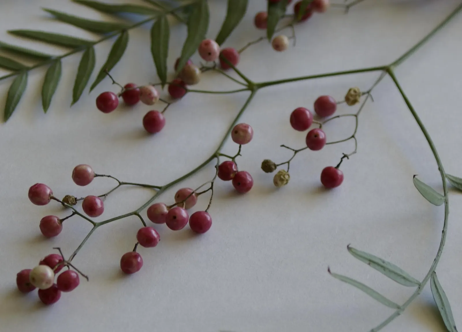 California Pepper (Schinus Molle) — scientifically designated as Schinus molle; schinus molle prefers full sun and well-draining soil conditions, image 43
