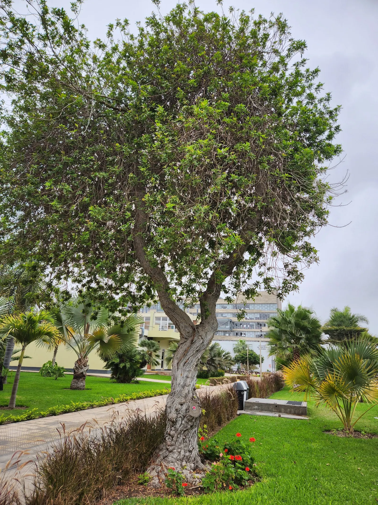 California Pepper (Schinus Molle) — Regular pruning ensures structural integrity and aesthetic appeal; hailing from the arid zones of the Andes, image 53