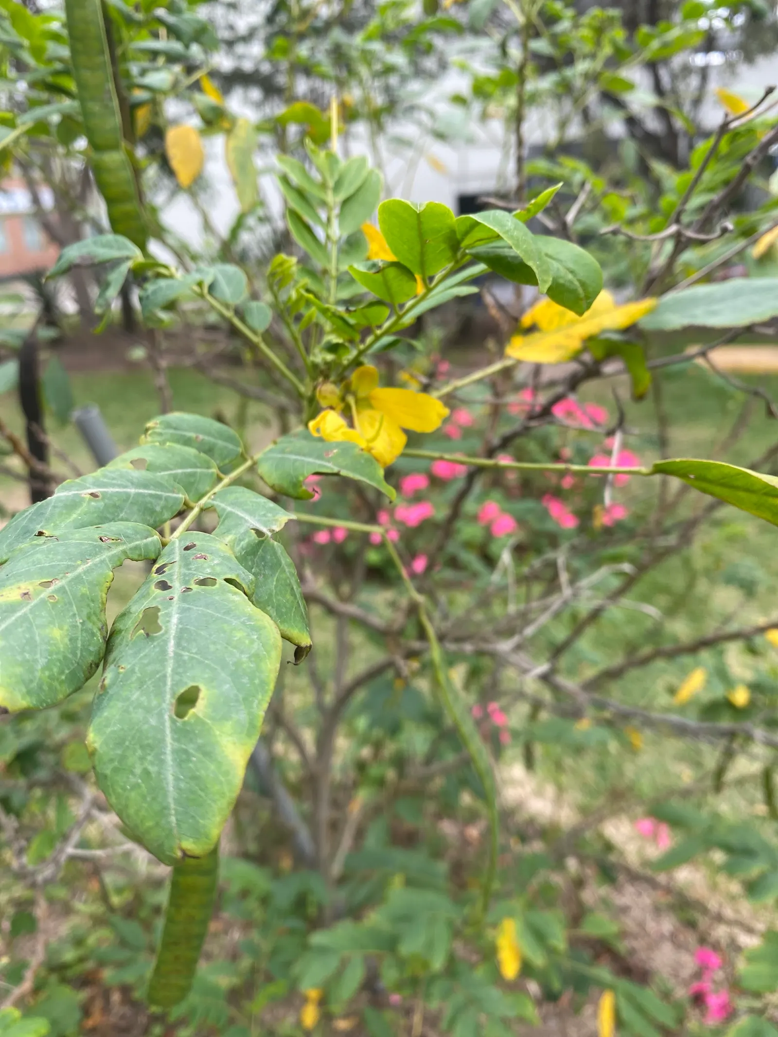 California Pepper (Schinus Molle) — making it an excellent choice for a client's garden seeking a touch of the Mediterranean or Southwestern charm