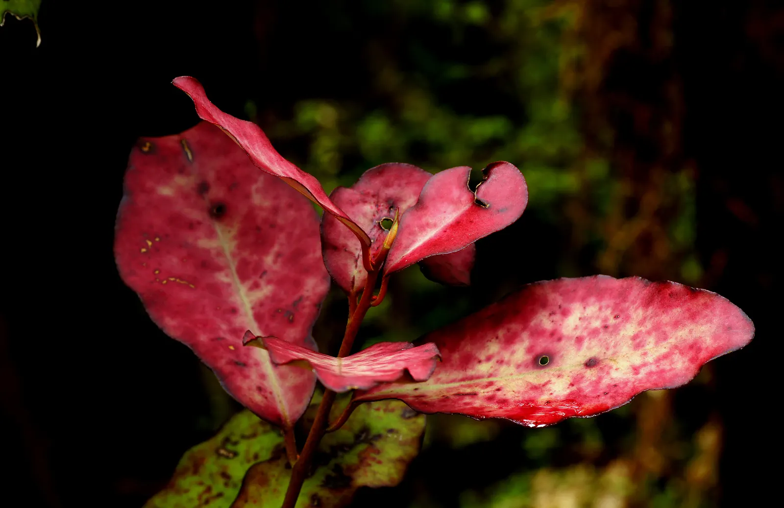 California Pepper (Schinus Molle) — Hailing from the arid zones of the Andes; this evergreen tree flourishes in the warm climatic conditions, image 45
