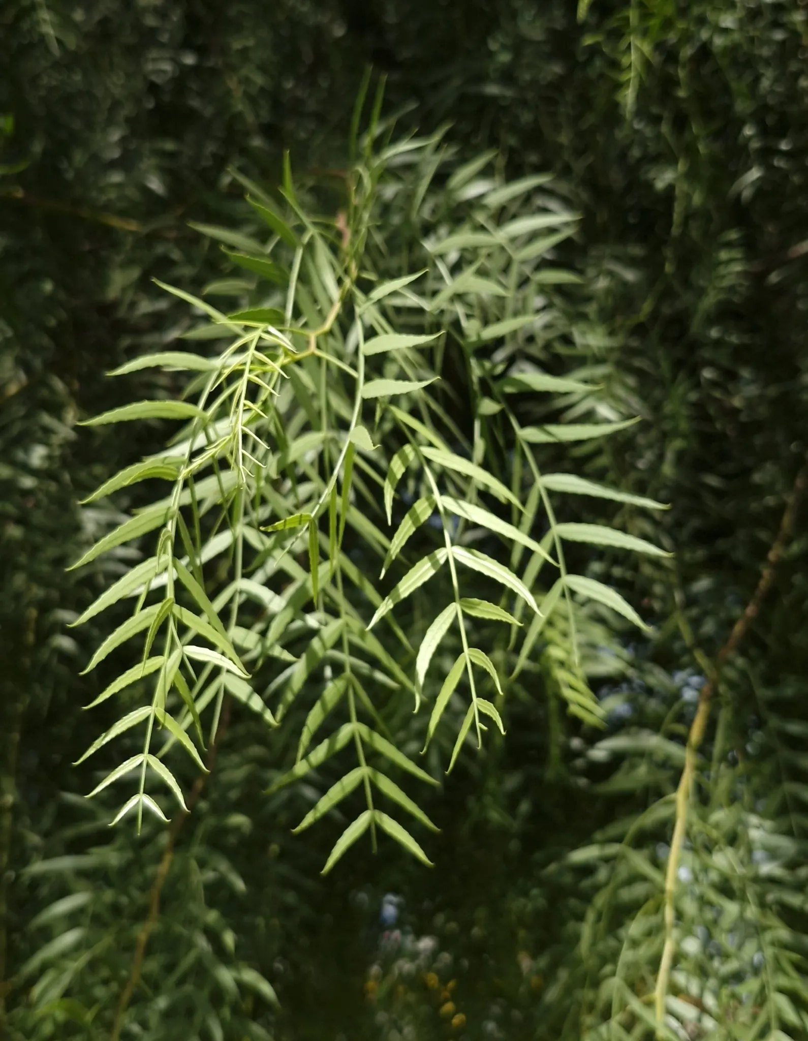 California Pepper (Schinus Molle) — with a height reaching up to 25 to 40 feet at full maturity, image 29