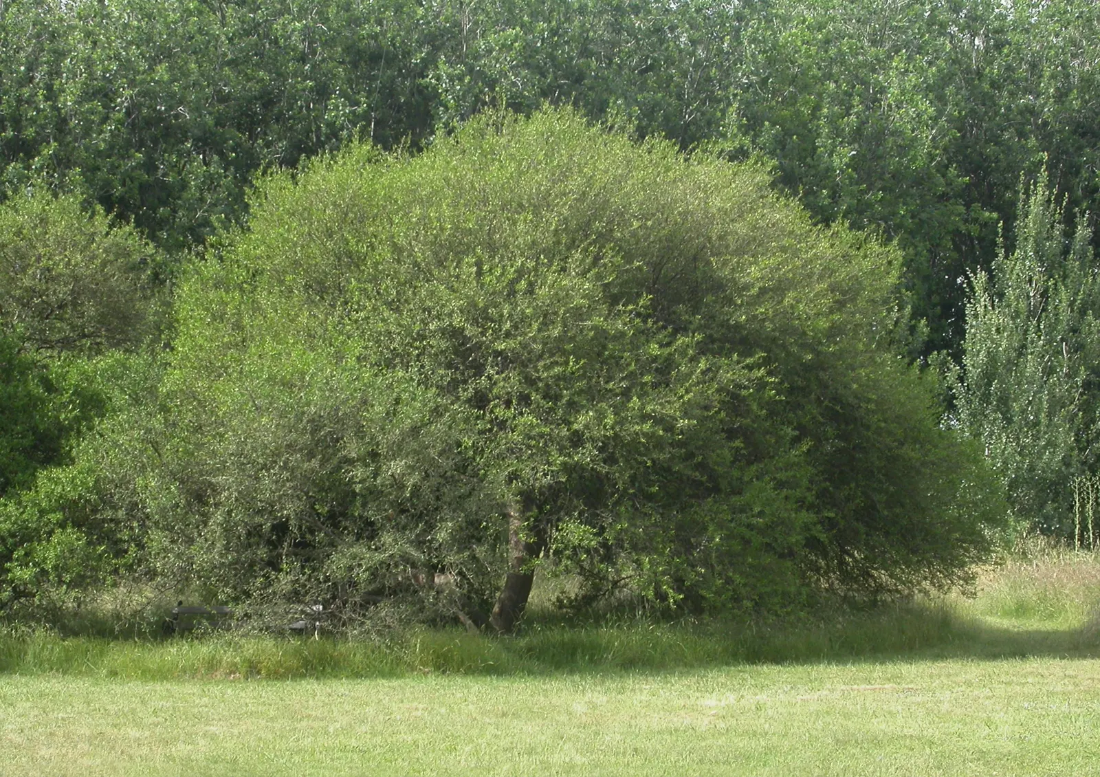 California Pepper (Schinus Molle) — tolerating a range of soil types from acidic to alkaline; tree for full, image 52