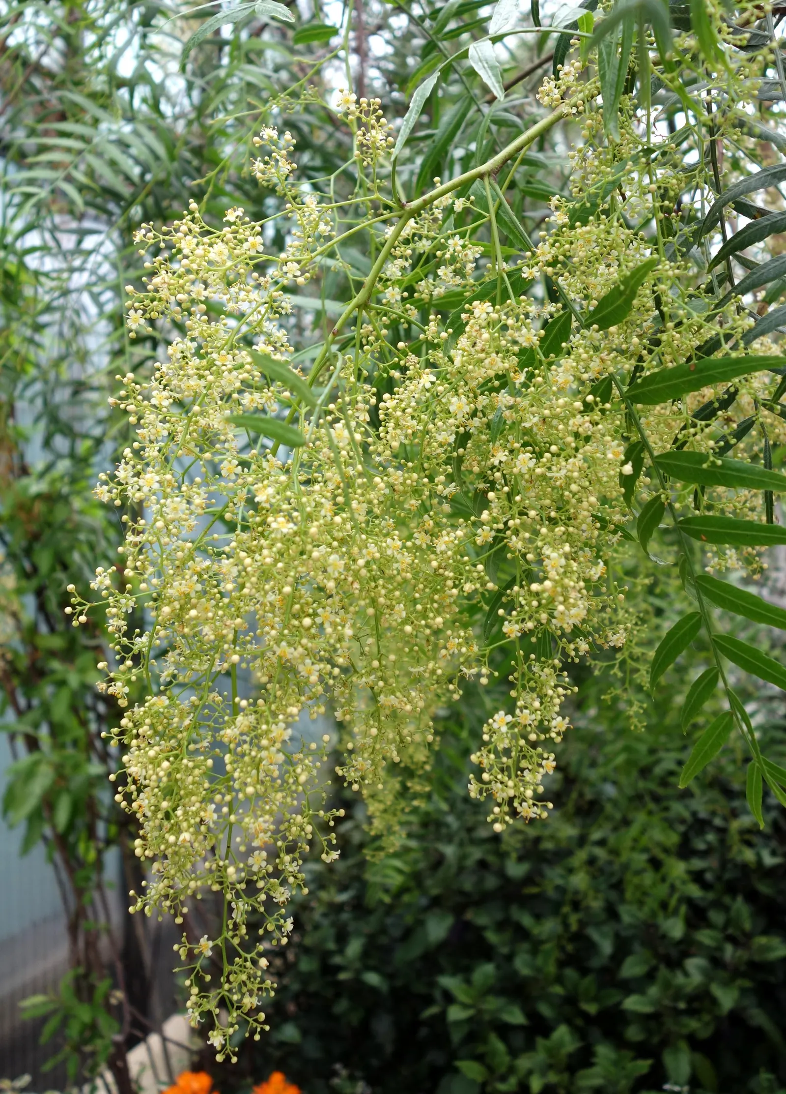 California Pepper (Schinus Molle) — this evergreen tree flourishes in the warm climatic conditions similar to its native Peruvian habitats; regular, image 65