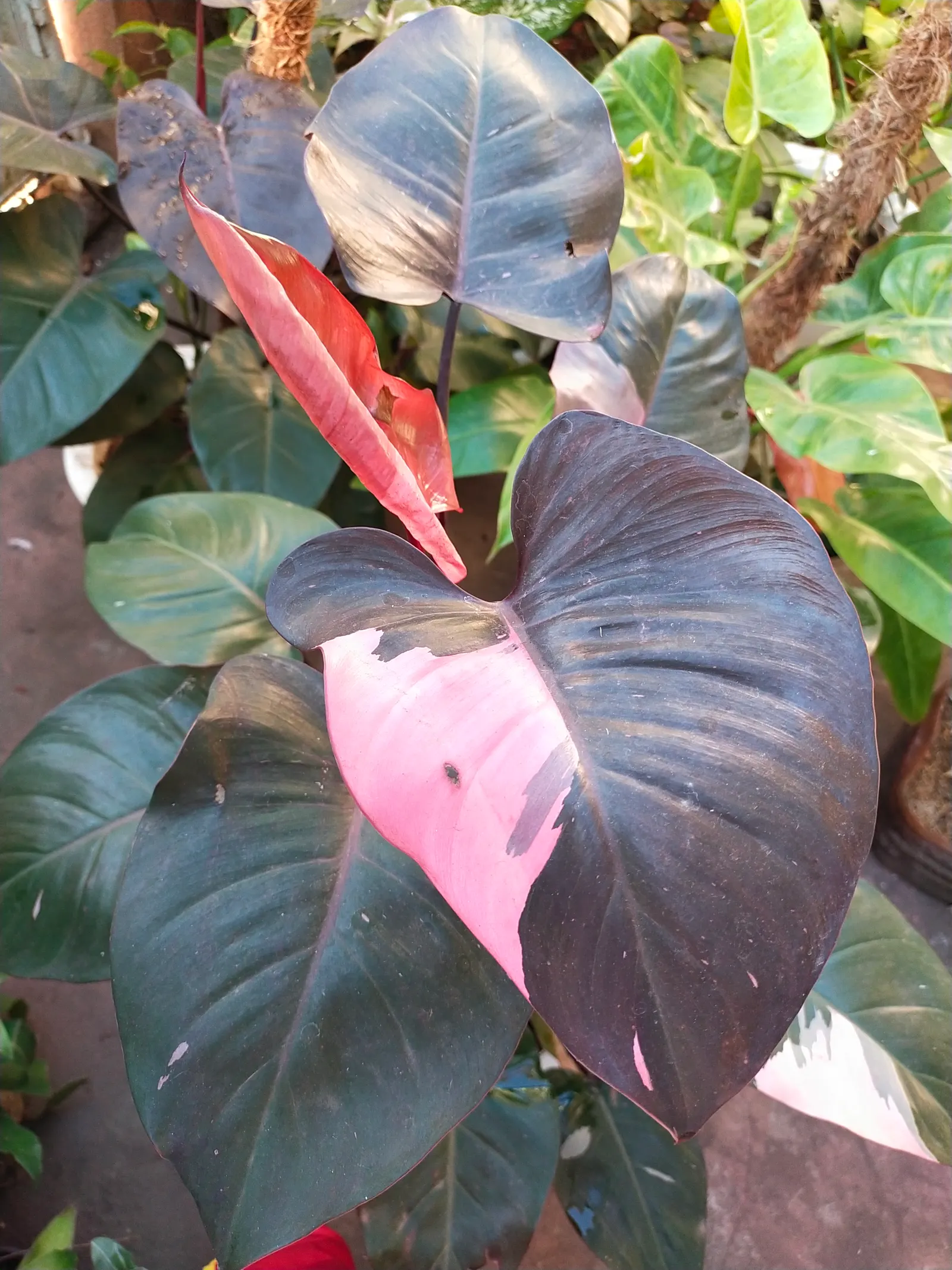 Pink Princess Philodendron (Philodendron 'Pink Princess') — This tropical perennial thrives in partial shade and well-draining soil