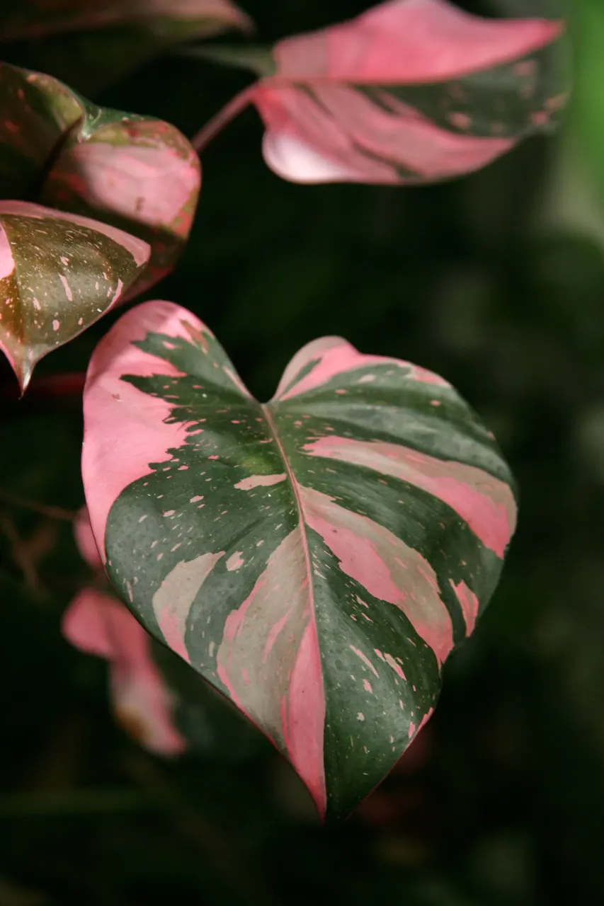 Pink Princess Philodendron (Philodendron 'Pink Princess') — The Philodendron 'Pink Princess' is a coveted hybrid with dark-green